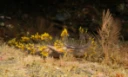 Snegler: Dendronotus yrjargul.