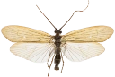 Vårfluer: Anabolia nervosa.