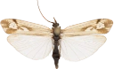Vårfluer: Limnephilus picturatus.