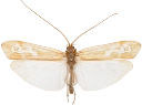 Vårfluer: Limnephilus subcentralis.