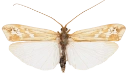 Vårfluer: Limnephilus subcentralis.