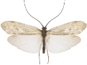 Vårfluer: Rhadicoleptus alpestris.