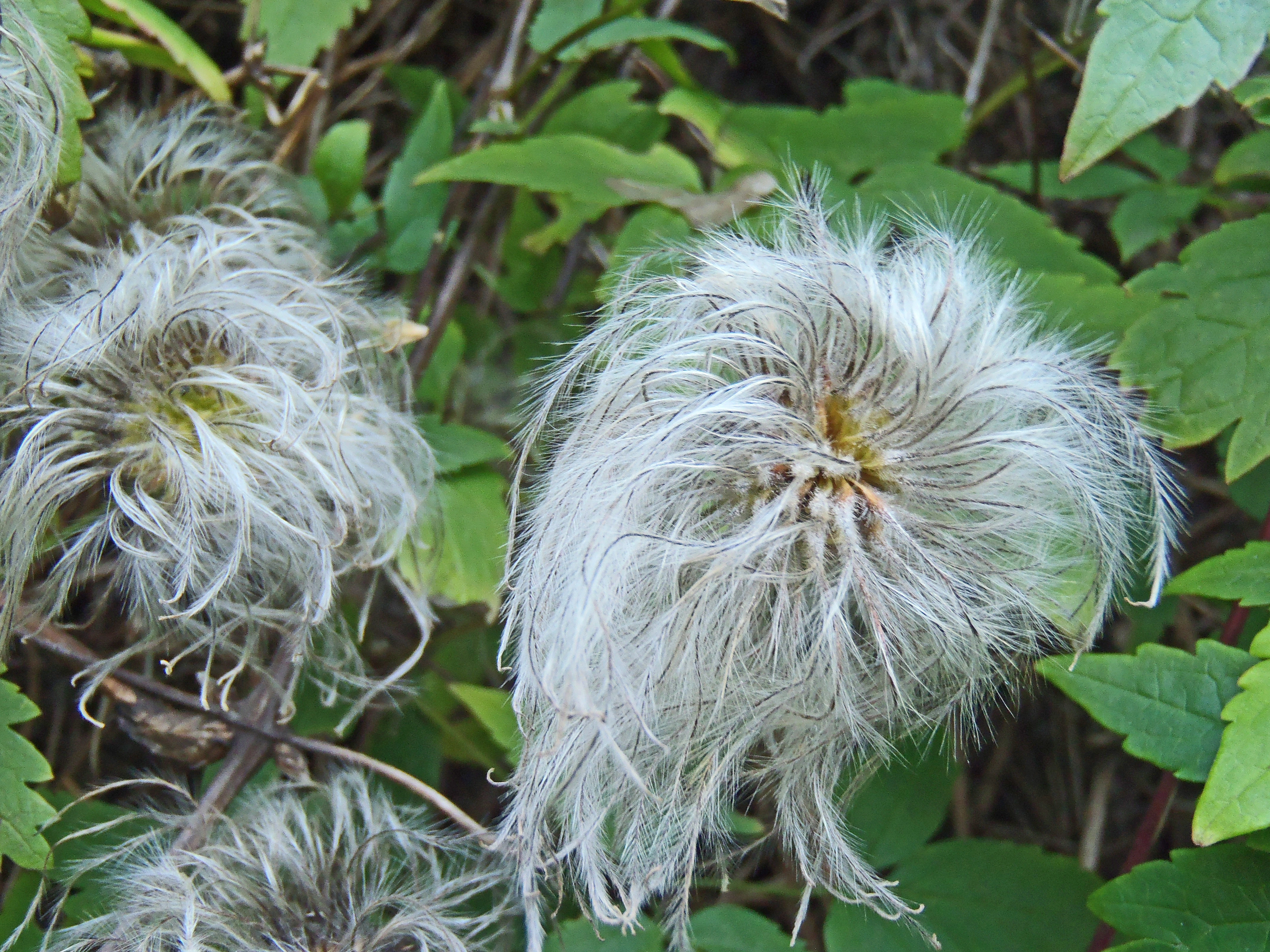 Alpeklematis.