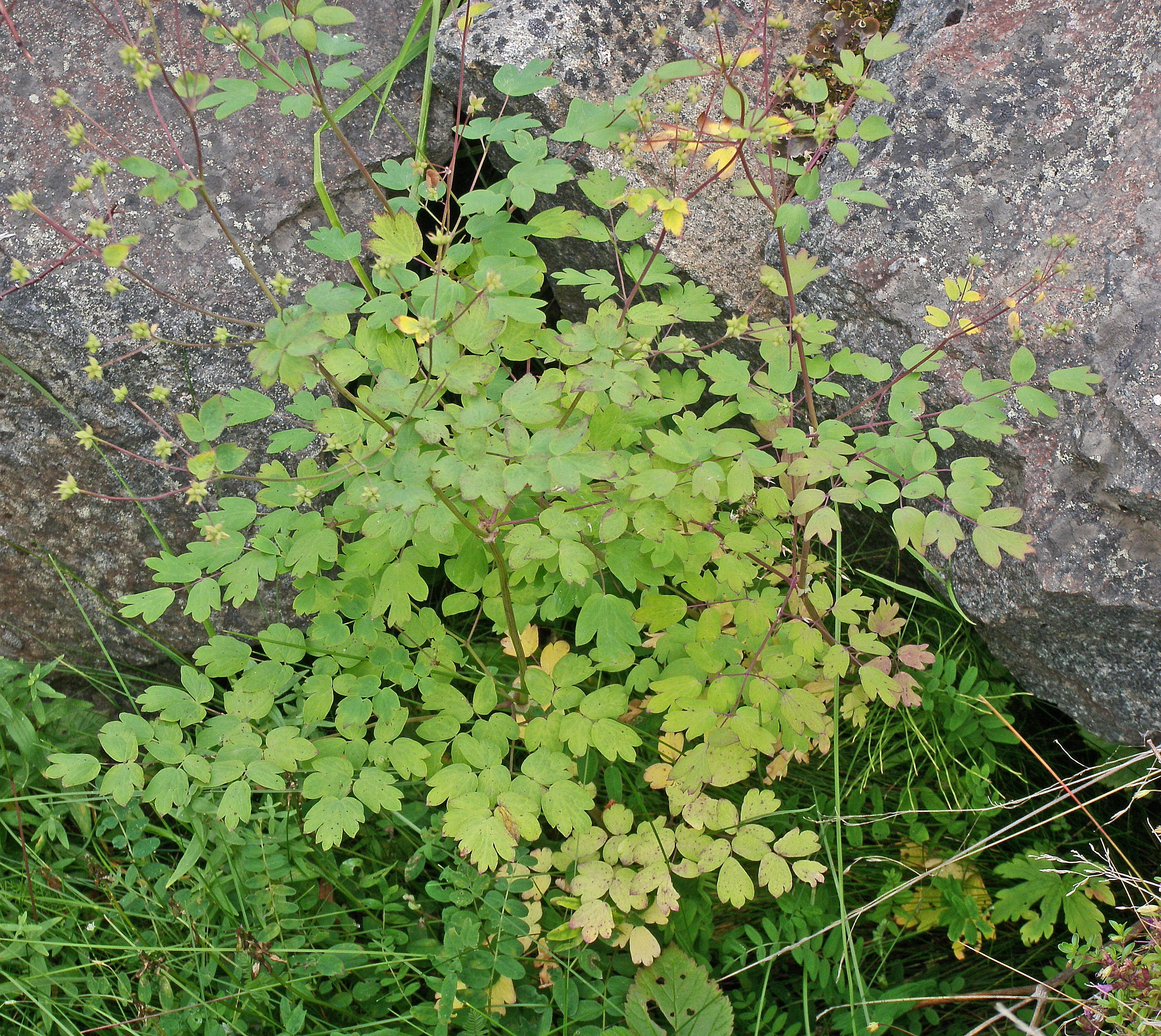 Russefrøstjerne.