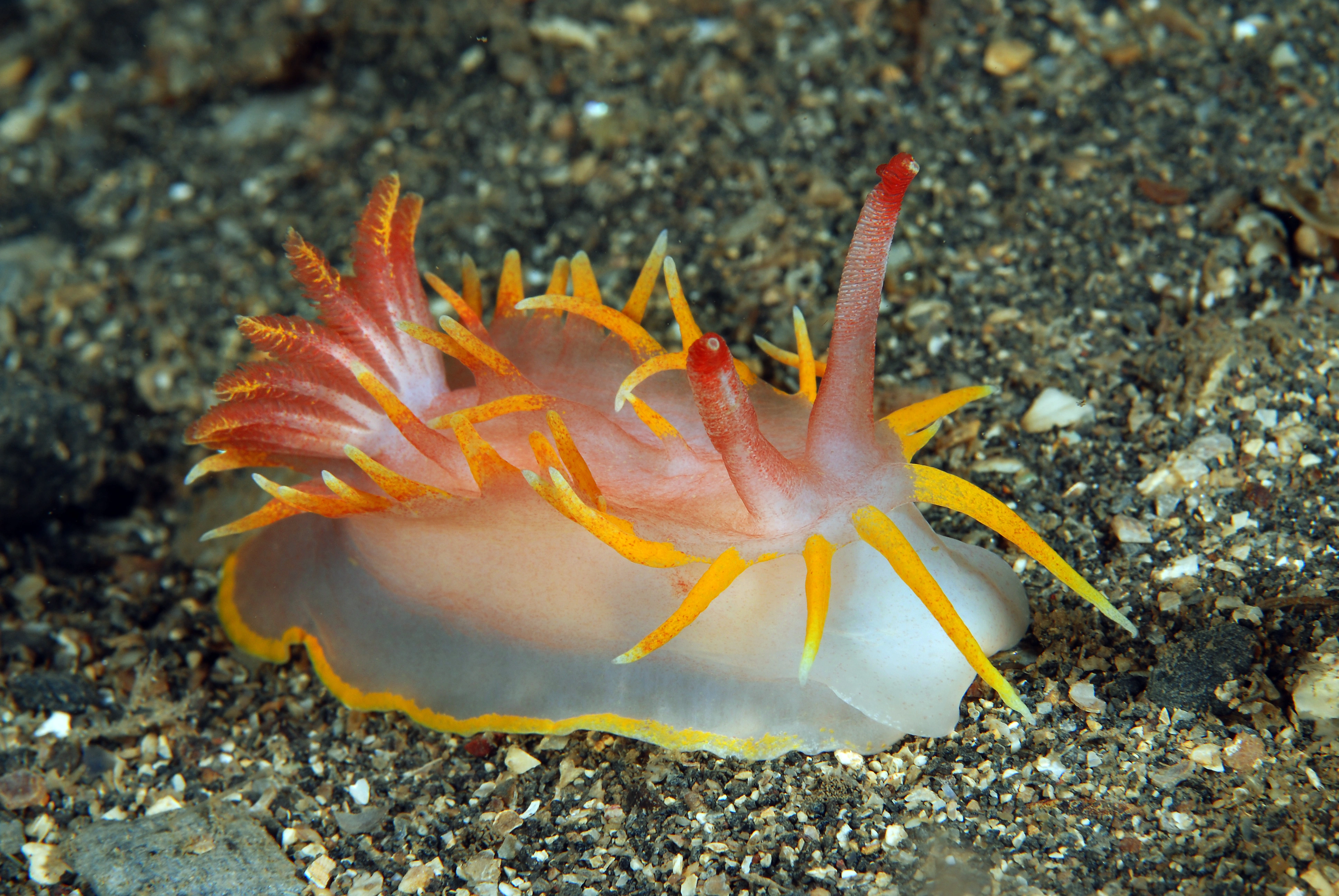 Snegler: Okenia elegans.