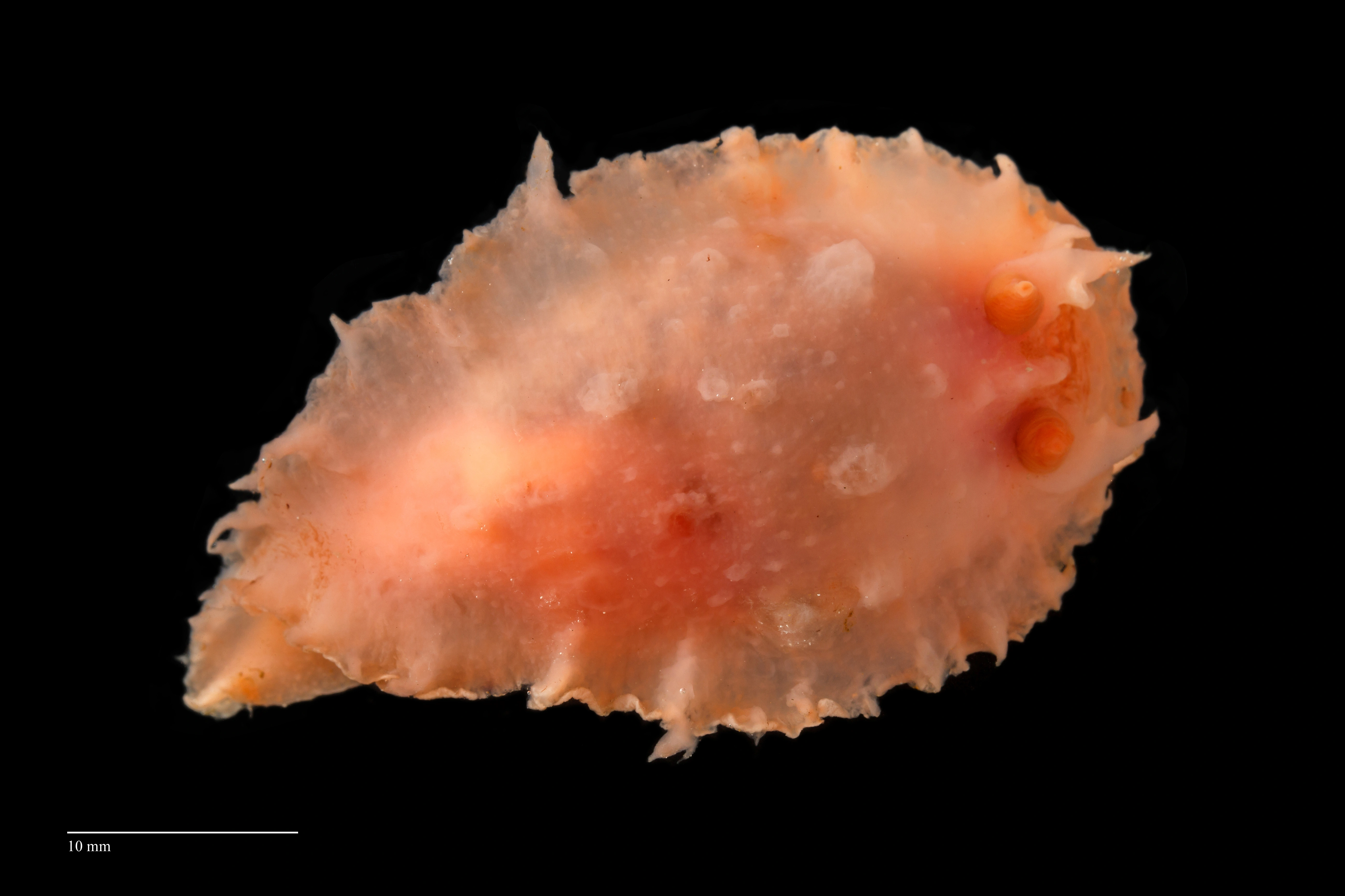 Snegler: Heterodoris robusta.