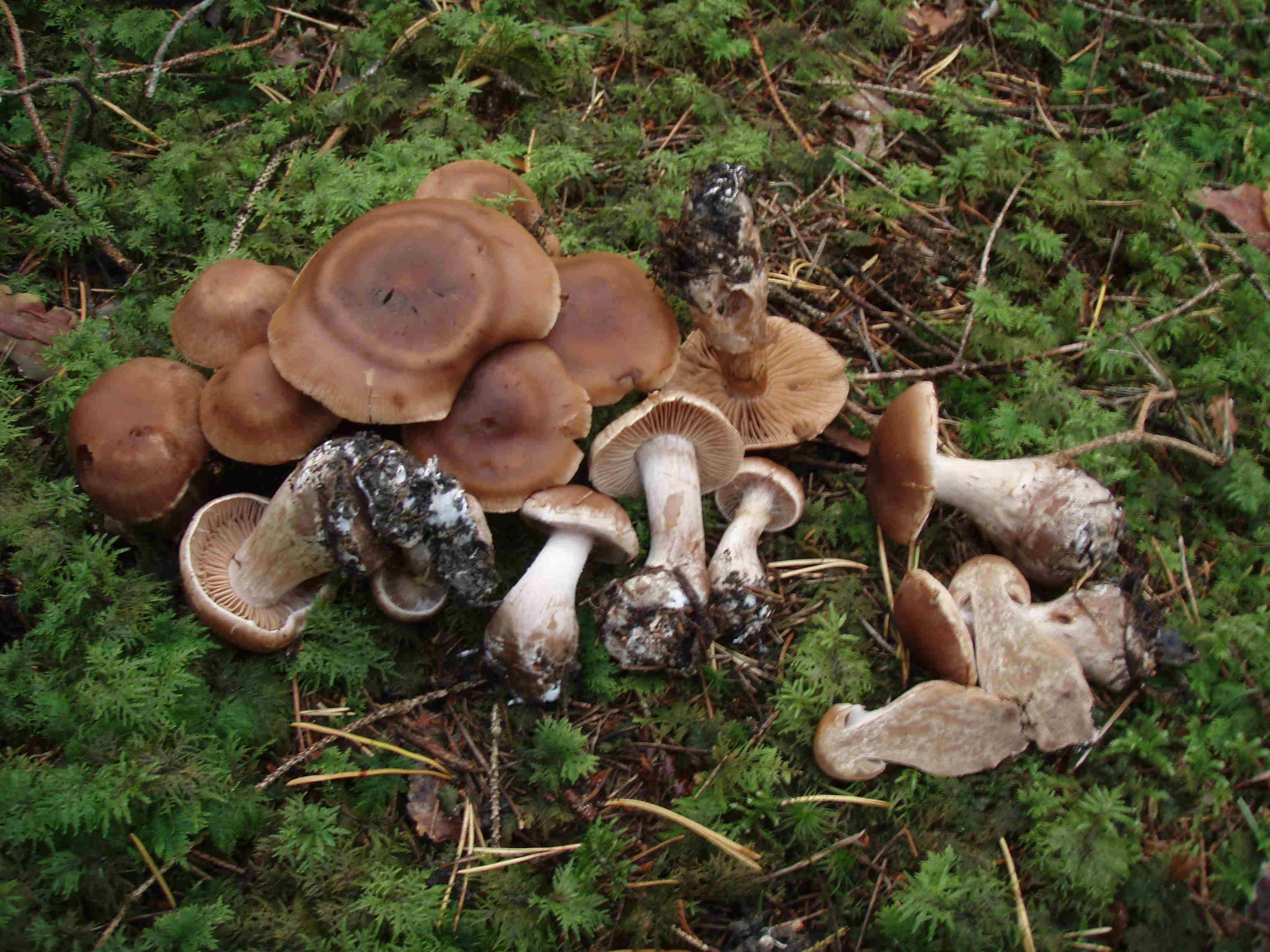 Stilksporesopper: Cortinarius anisochrous.