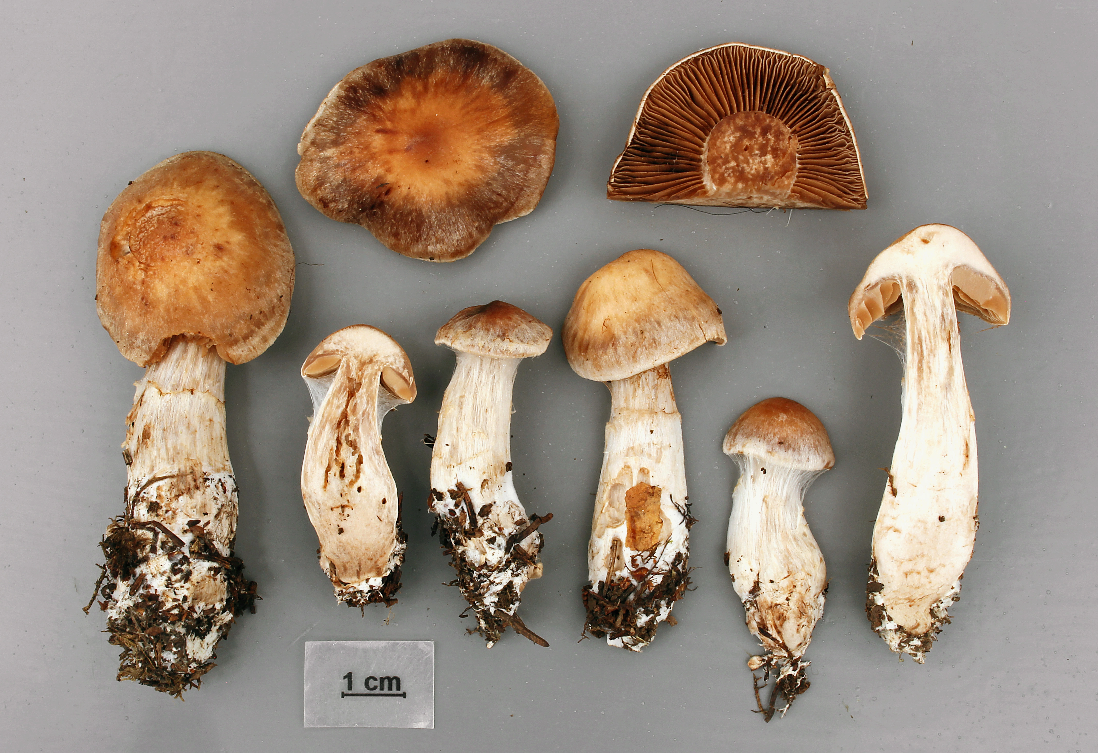 Skivesoppordenen: Cortinarius anisochrous.