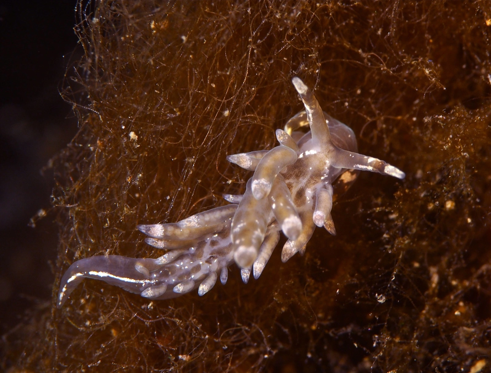 Snegler: Amphorina viriola.