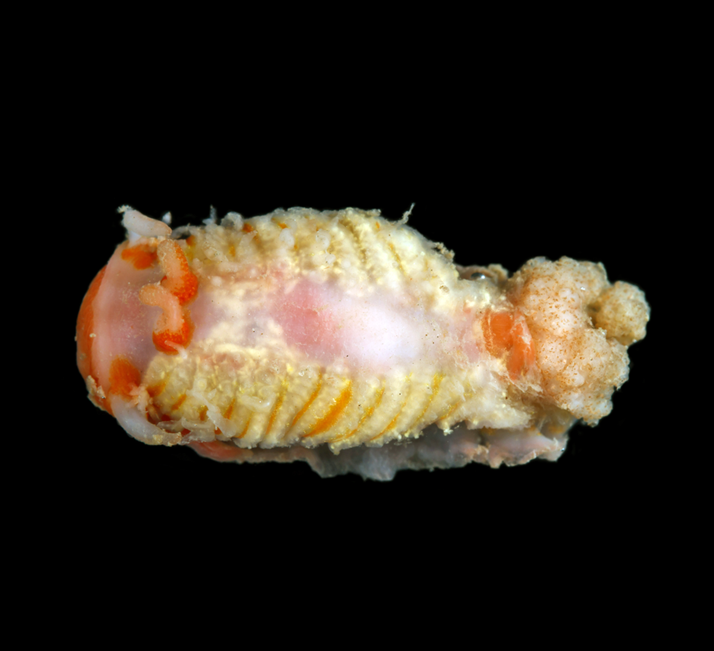 Nakensnegler: Zeusia hyperborea.