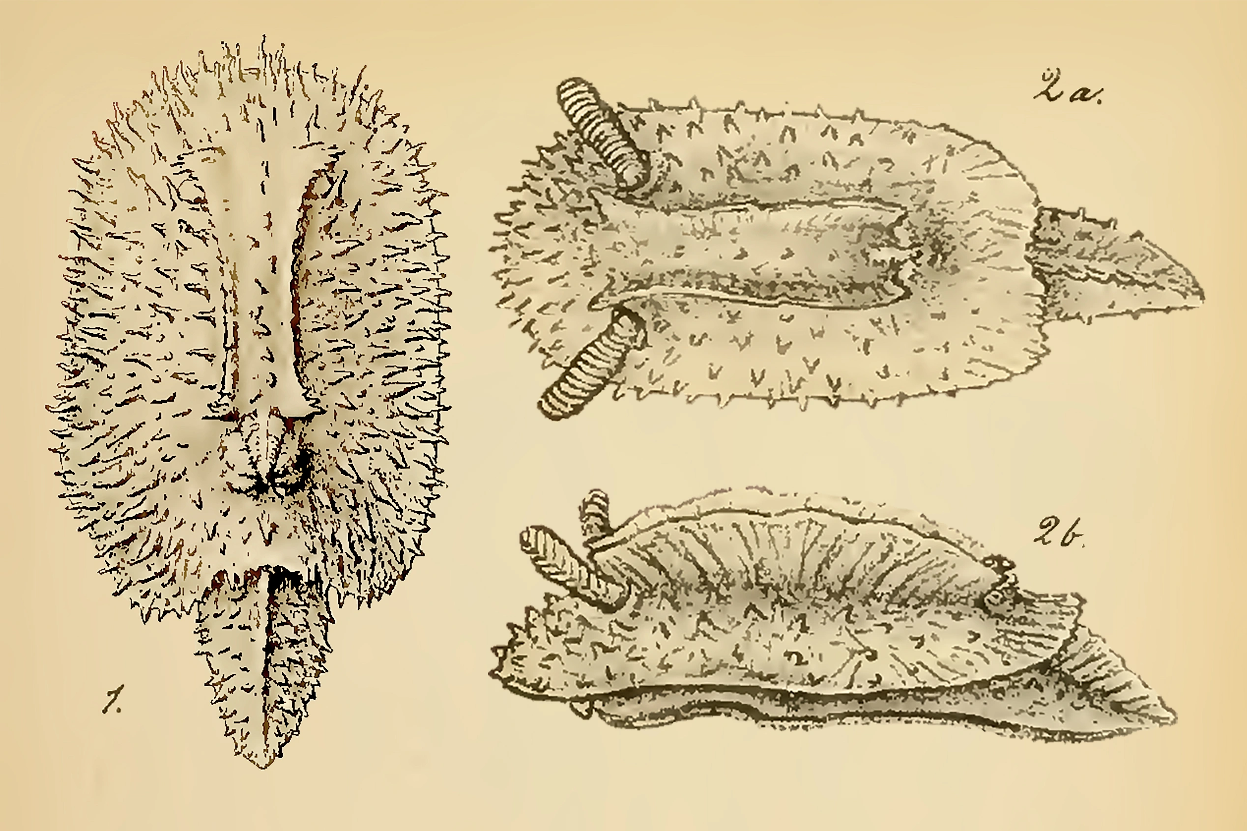 Nakensnegler: Doridunculus echinulatus.