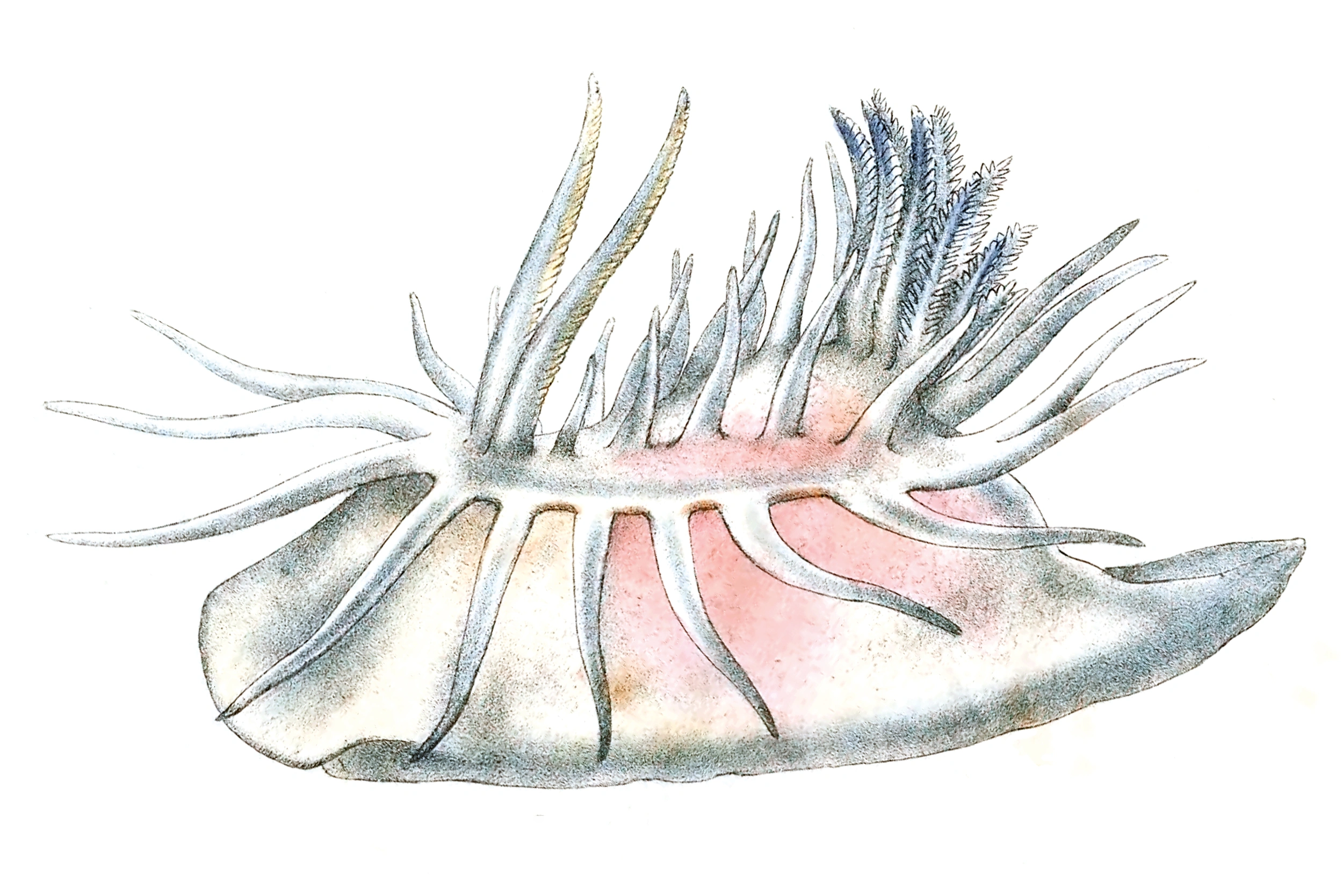 Snegler: Okenia leachii.