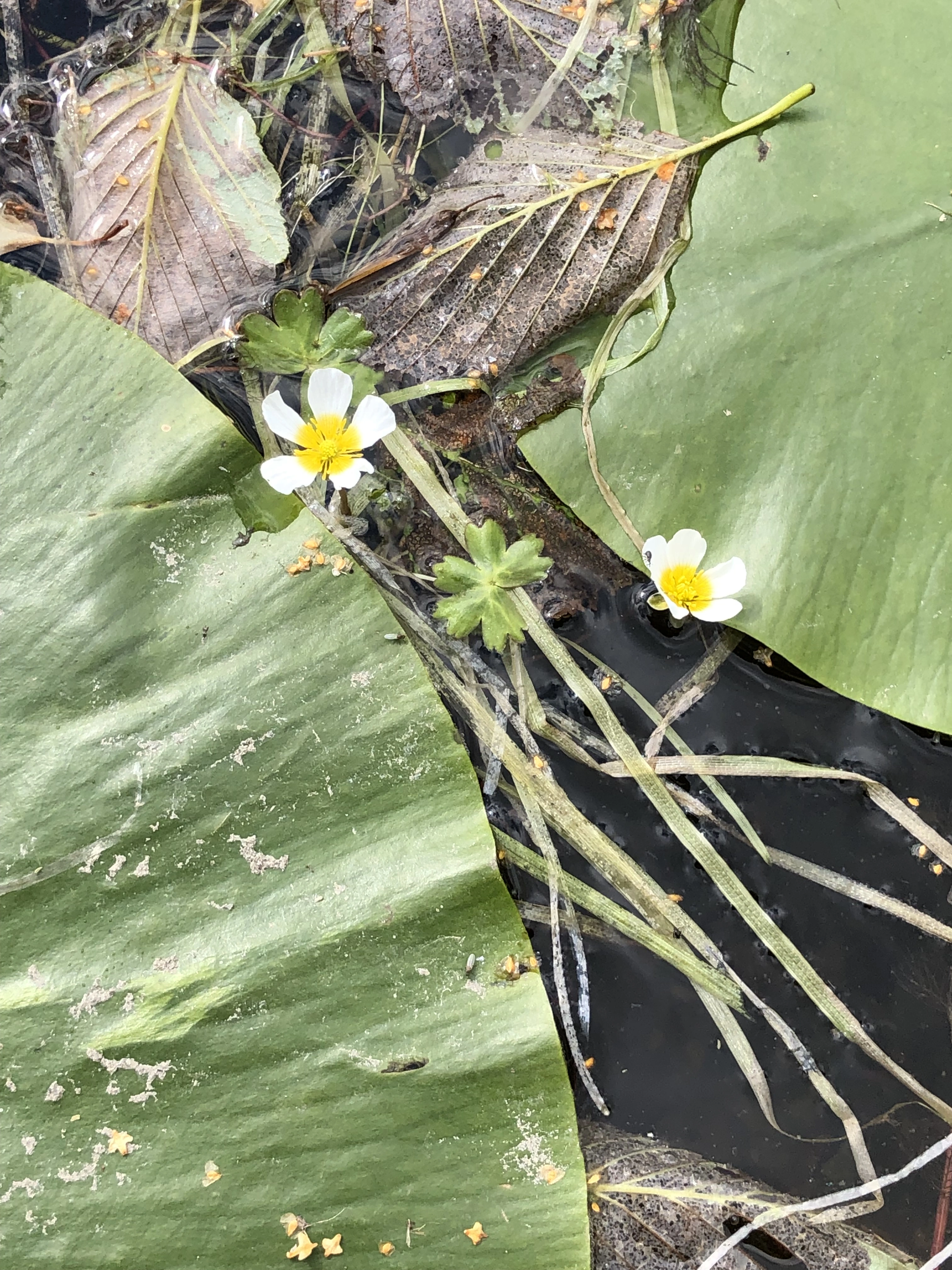 Tofrøbladete planter: Ranunculus peltatus.