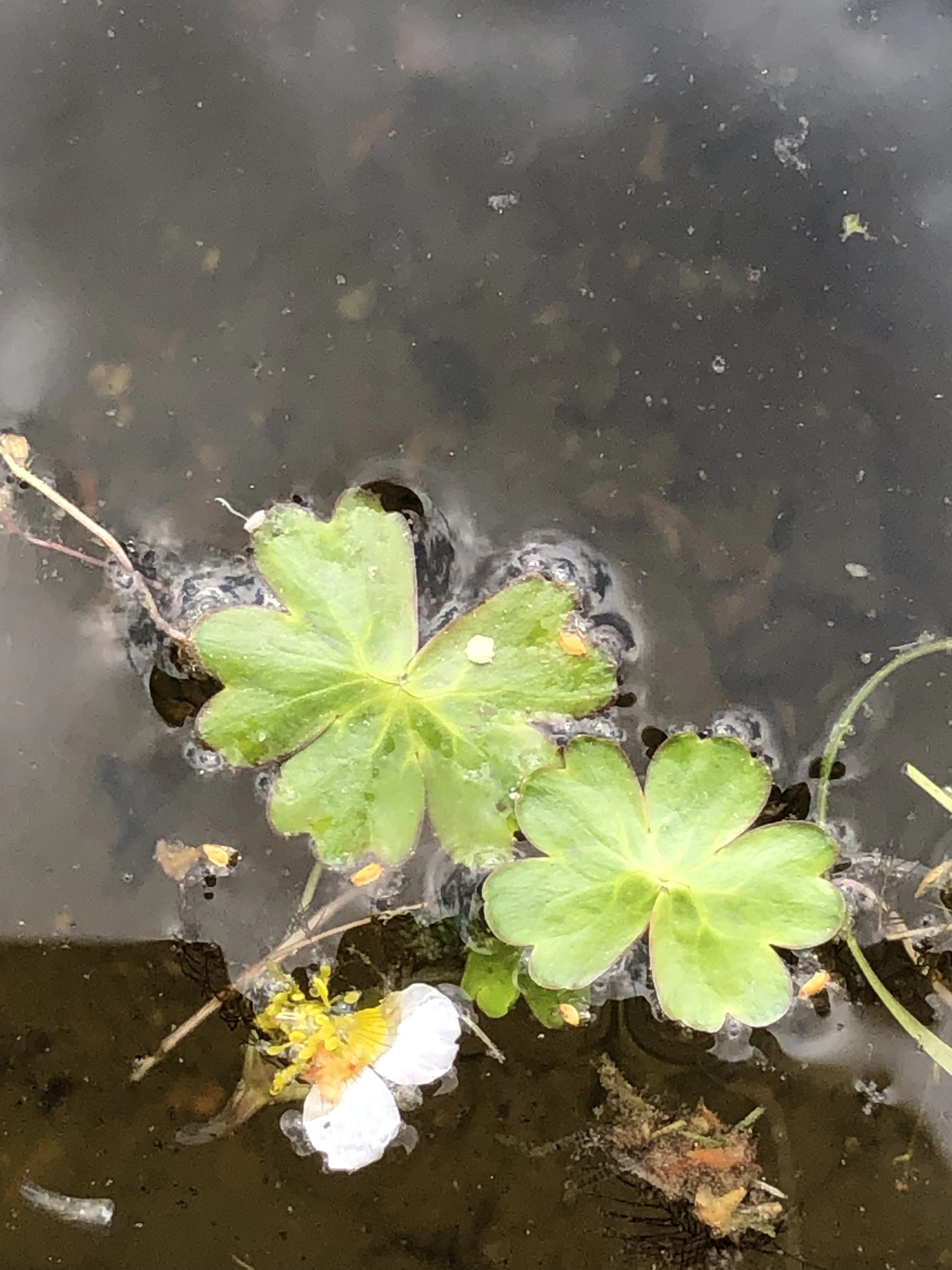 Tofrøbladete planter: Ranunculus peltatus.