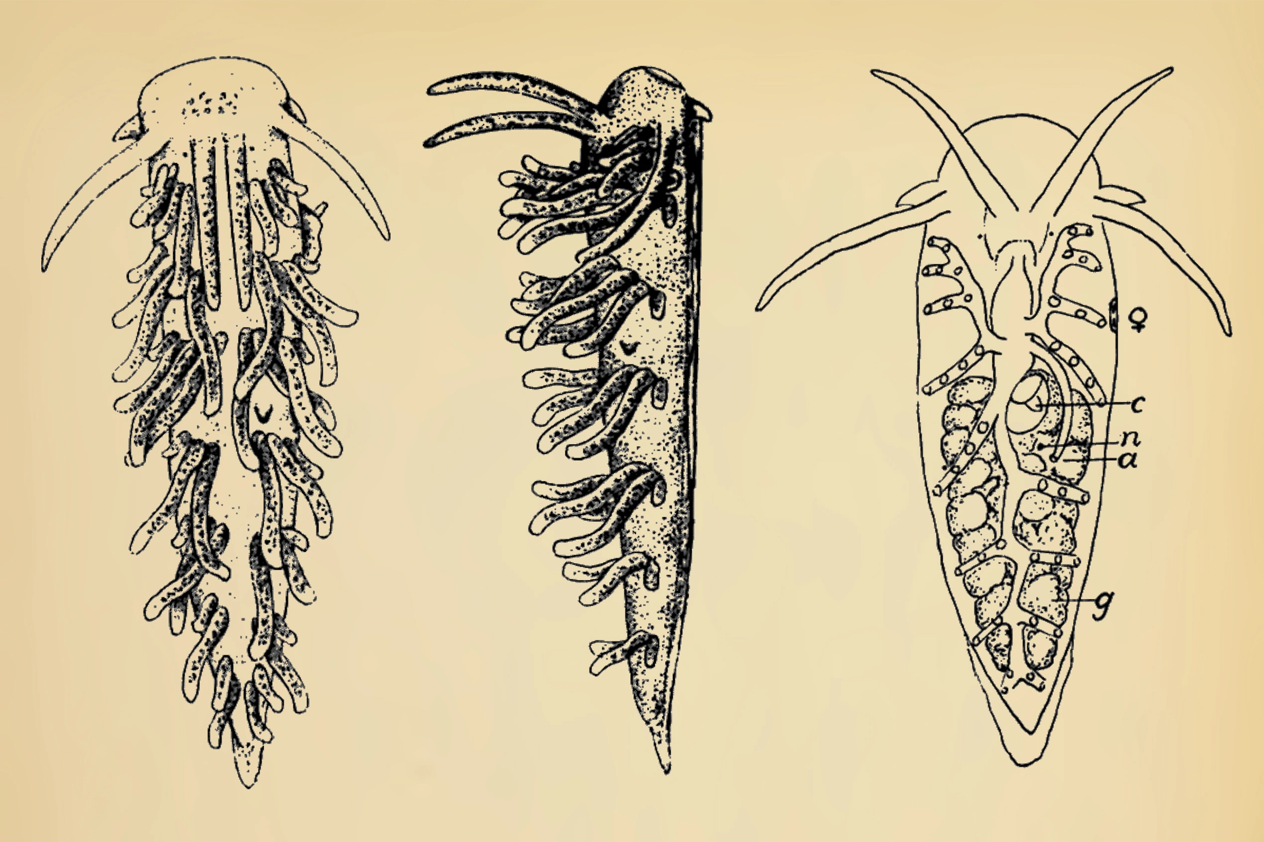 Snegler: Xenocratena suecica.