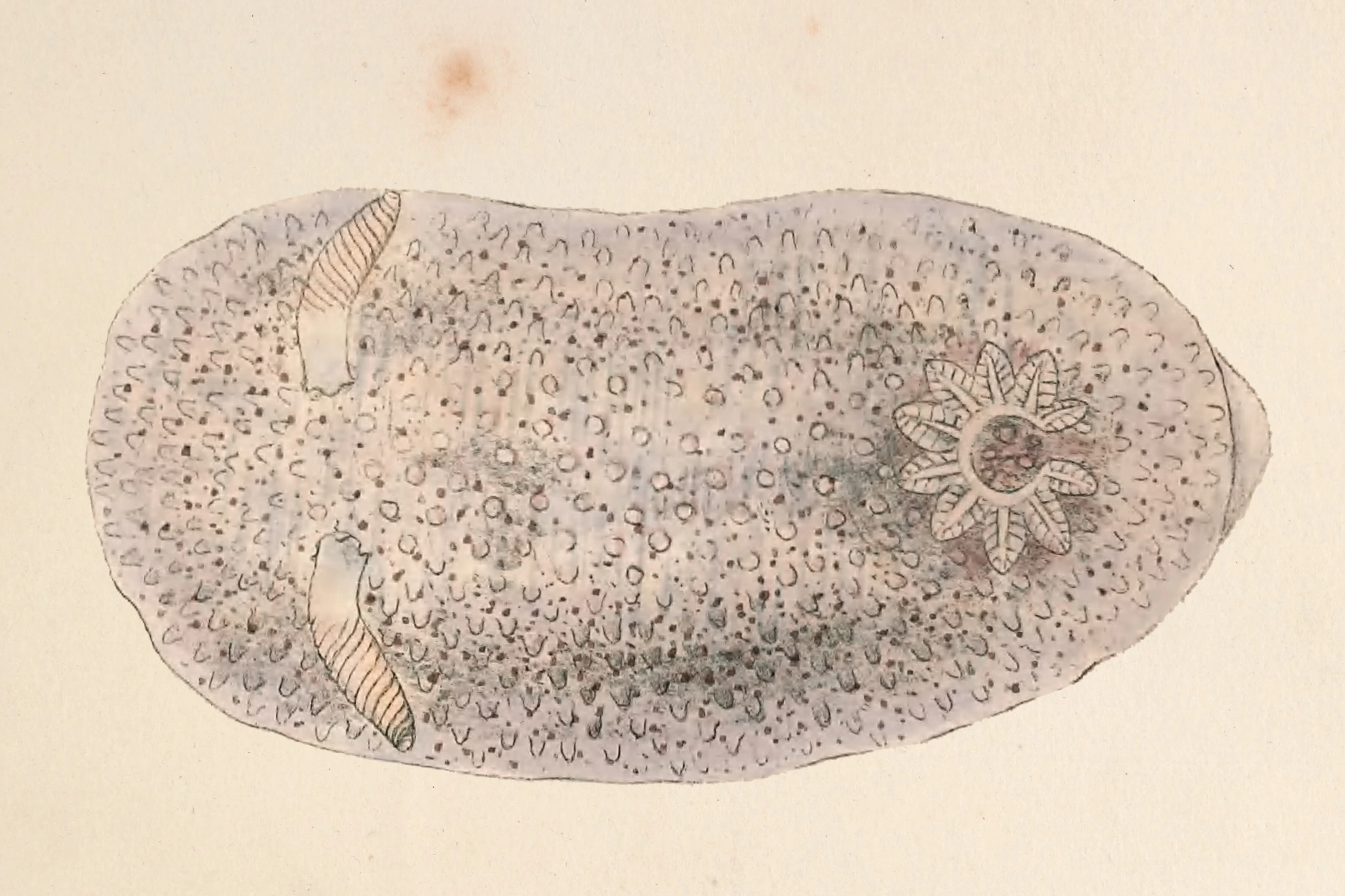 Flergjellesnegler: Atalodoris inconspicua.