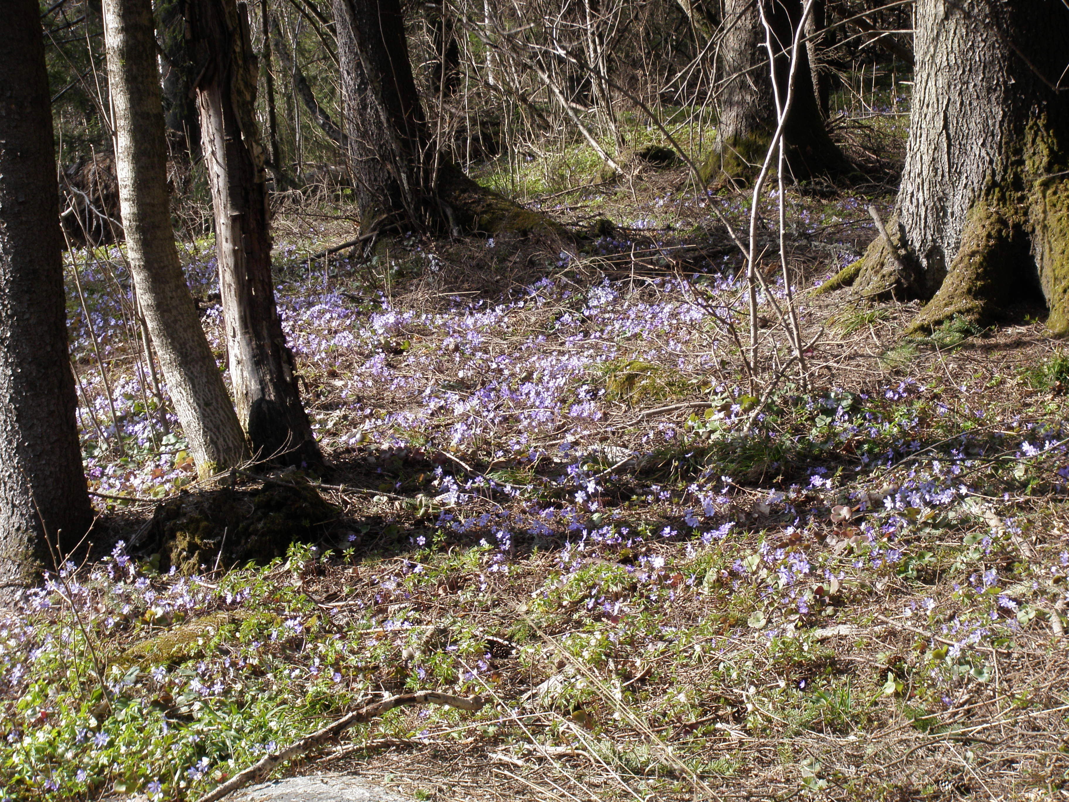 Blåveis.