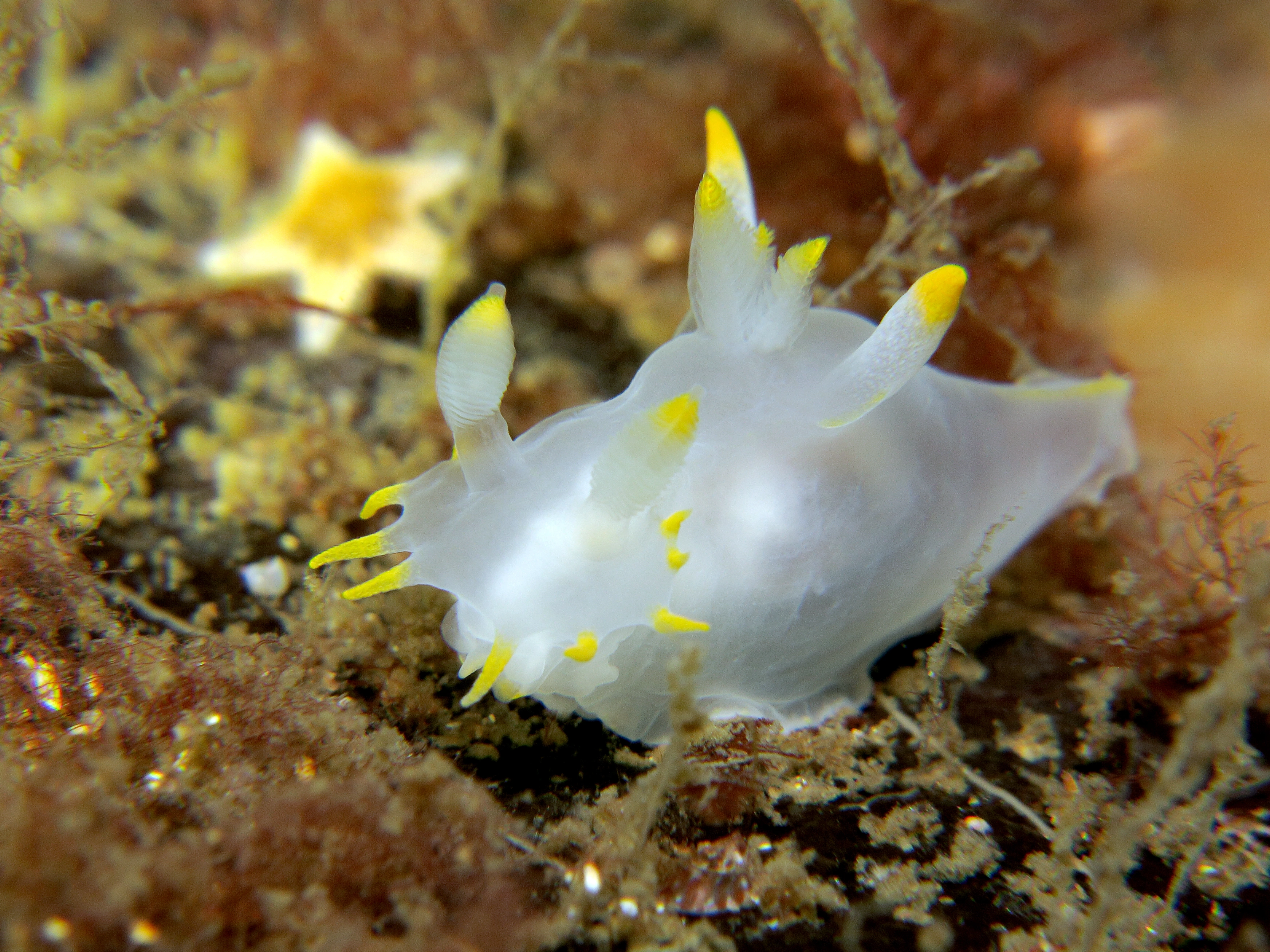 Snegler: Polycera kernowensis.