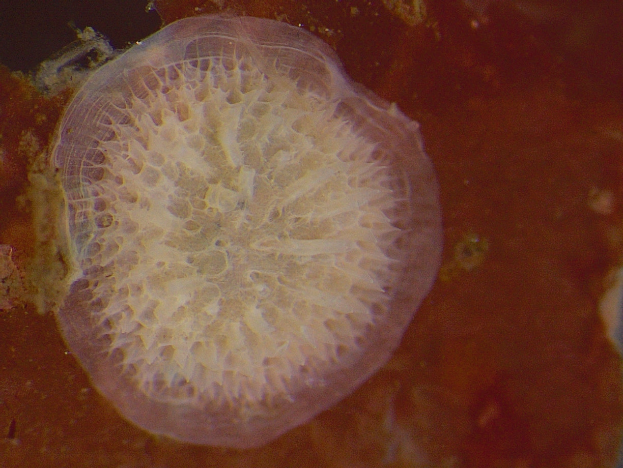 Mosdyr: Lichenopora verrucaria.