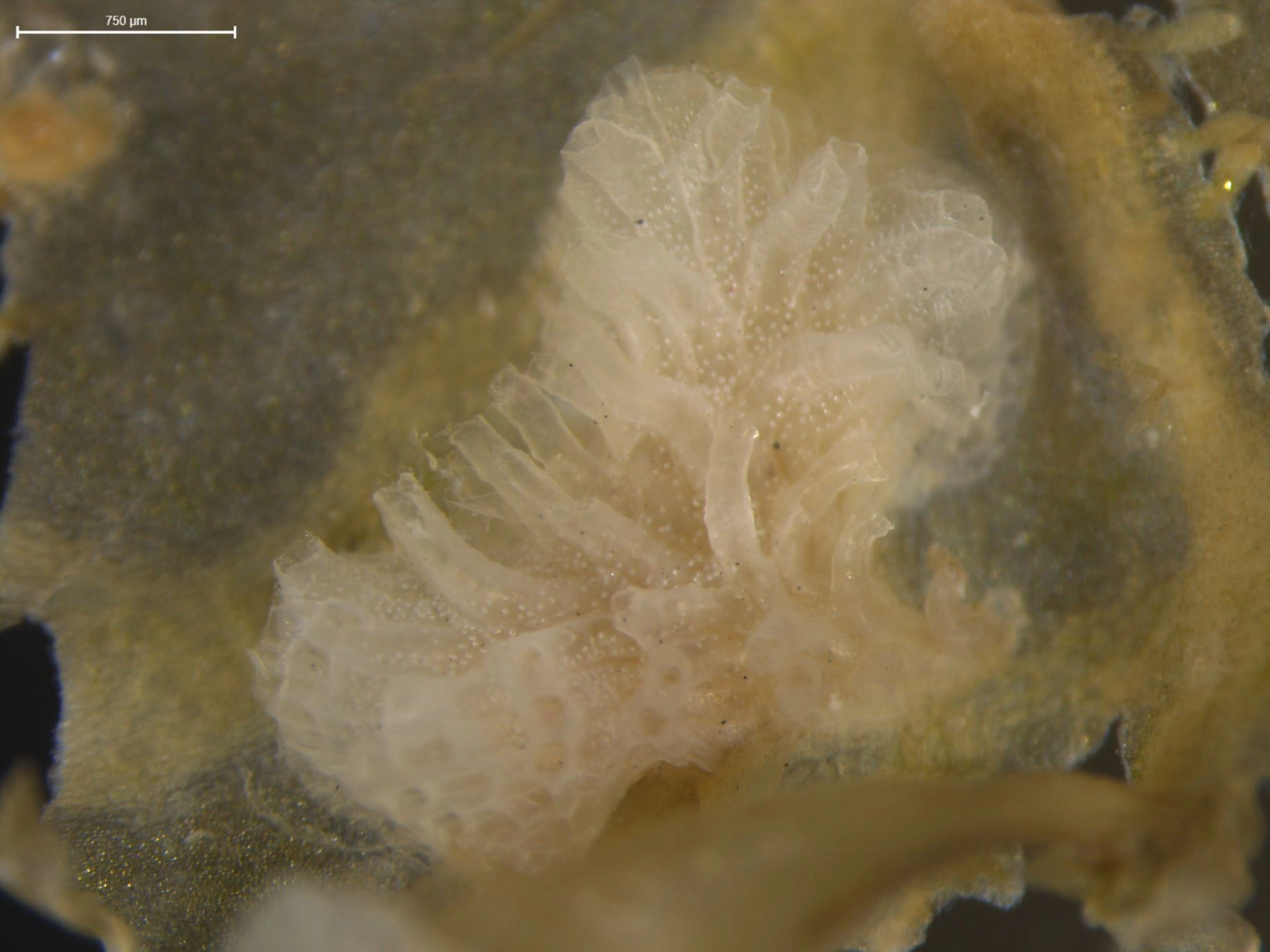 Mosdyr: Celleporella hyalina.