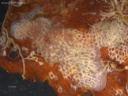 Mosdyr: Alcyonidium gelatinosum.