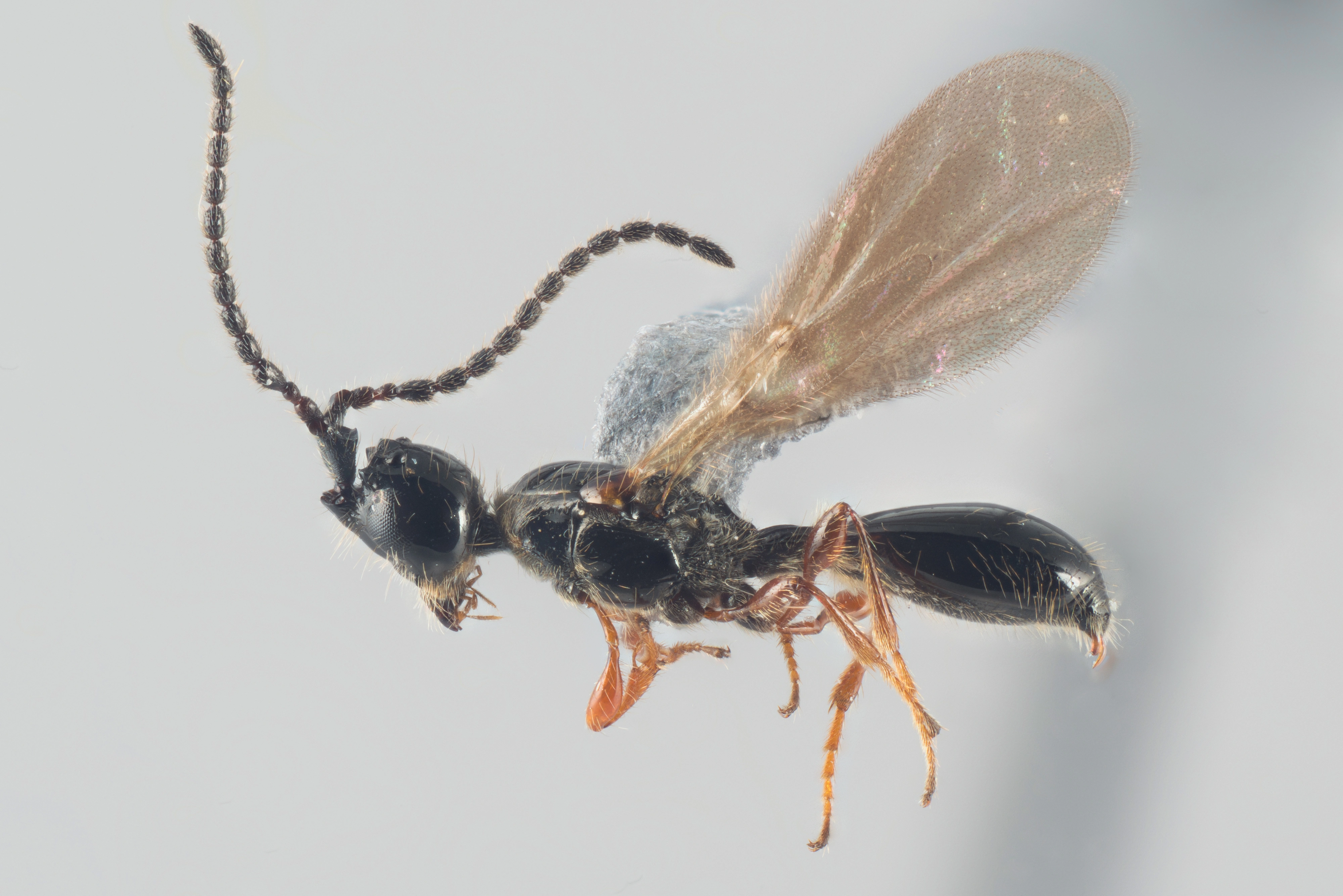 Vepser: Psilus rufipes.