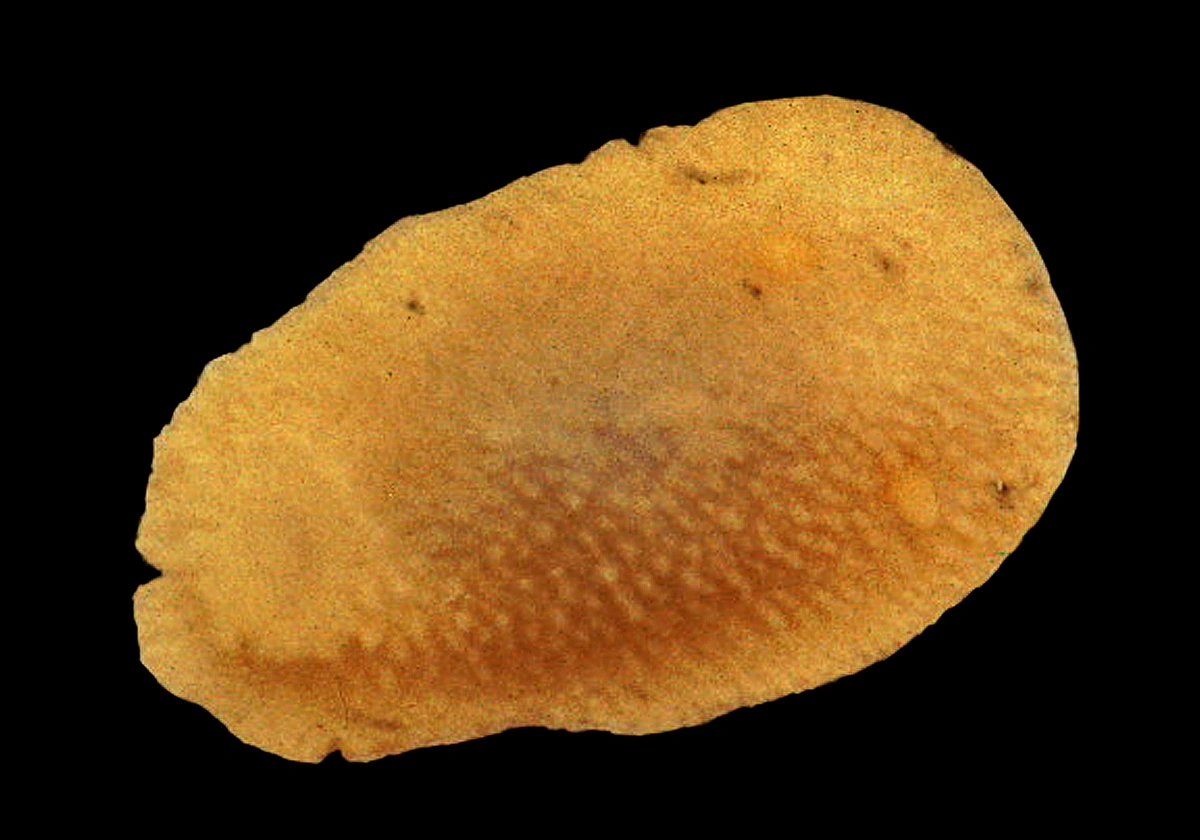 Nakensnegler: Calycidoris guentheri.
