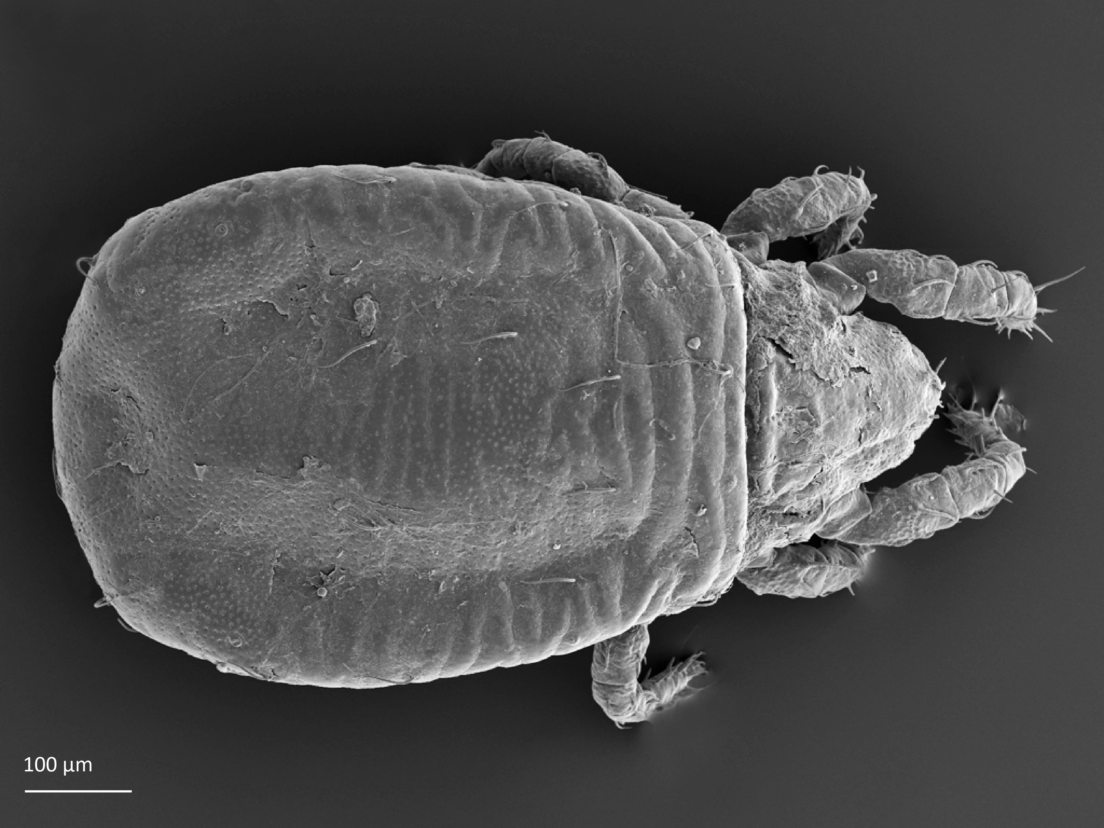 Midd: Platynothrus coulsoni.