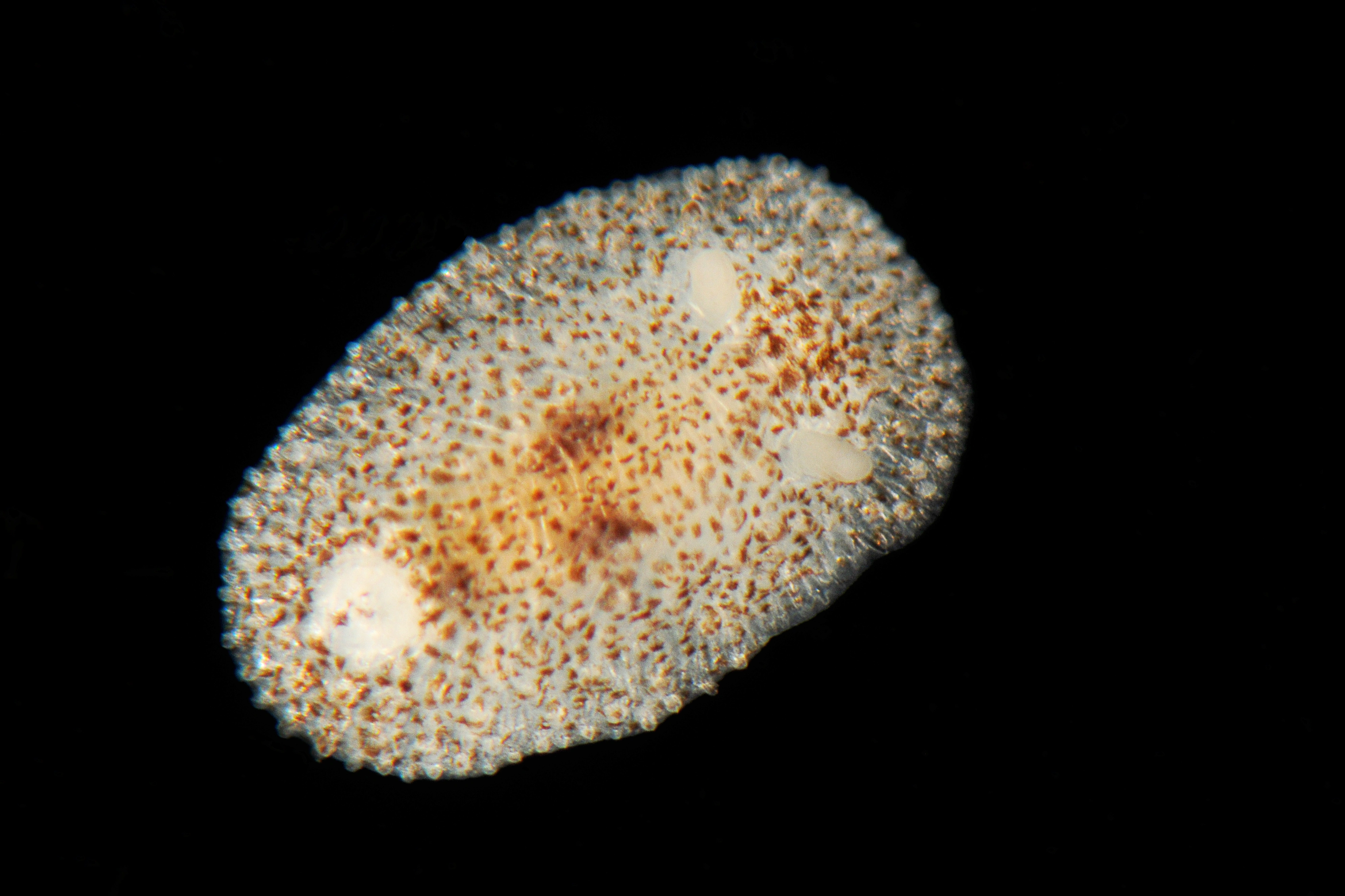 Snegler: Atalodoris pusilla.