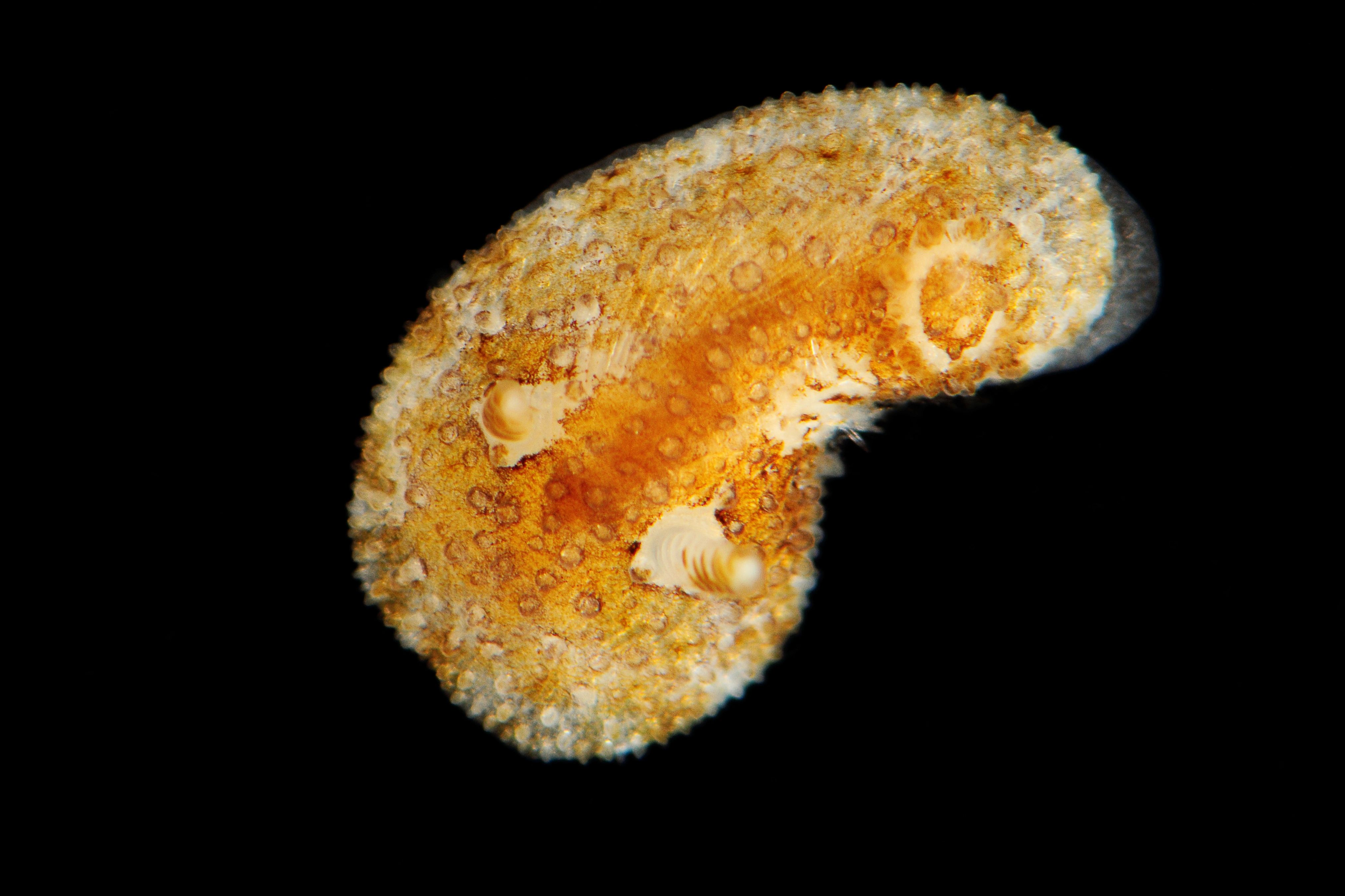 Snegler: Atalodoris sparsa.