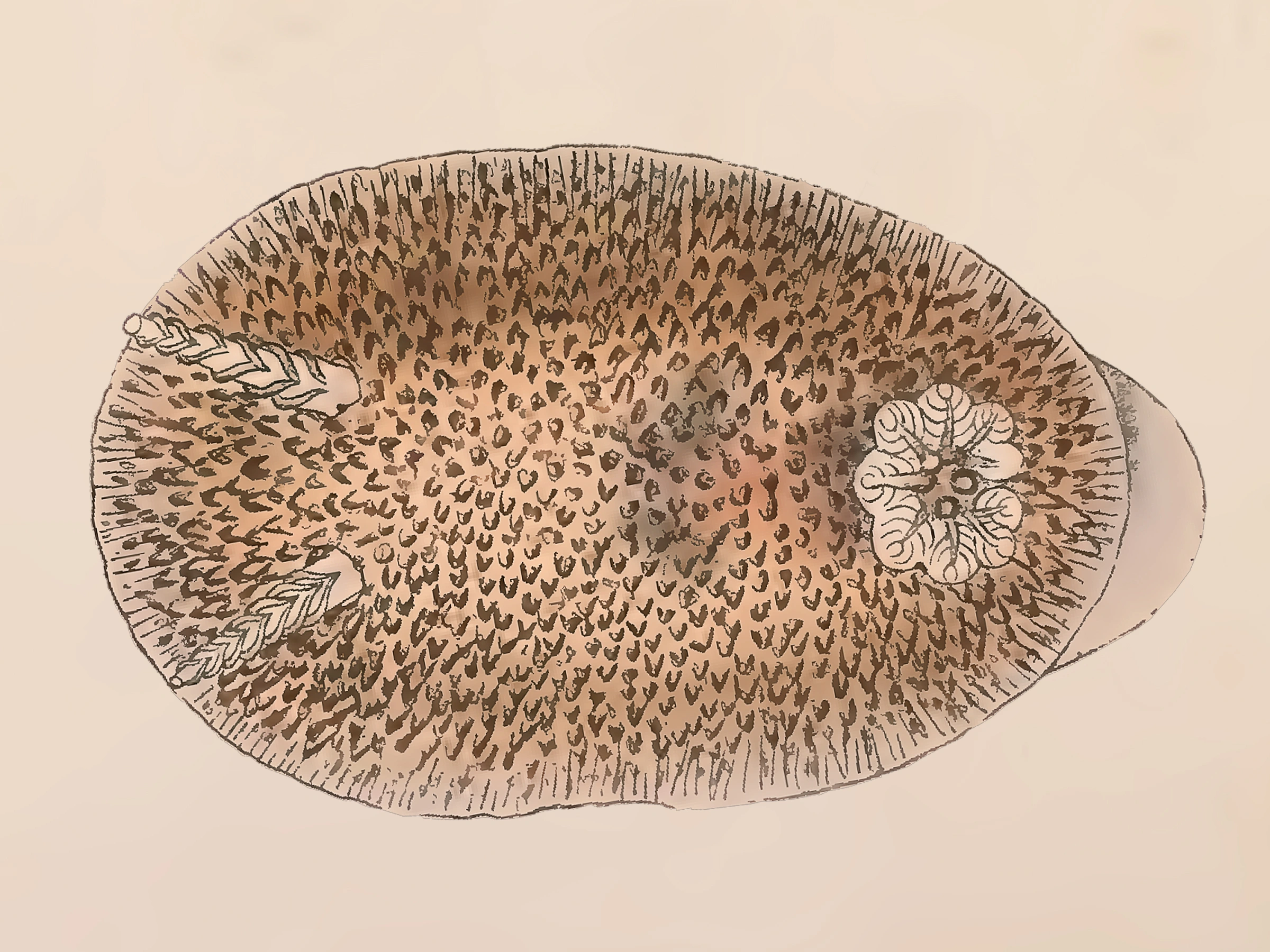Nakensnegler: Atalodoris pusilla.
