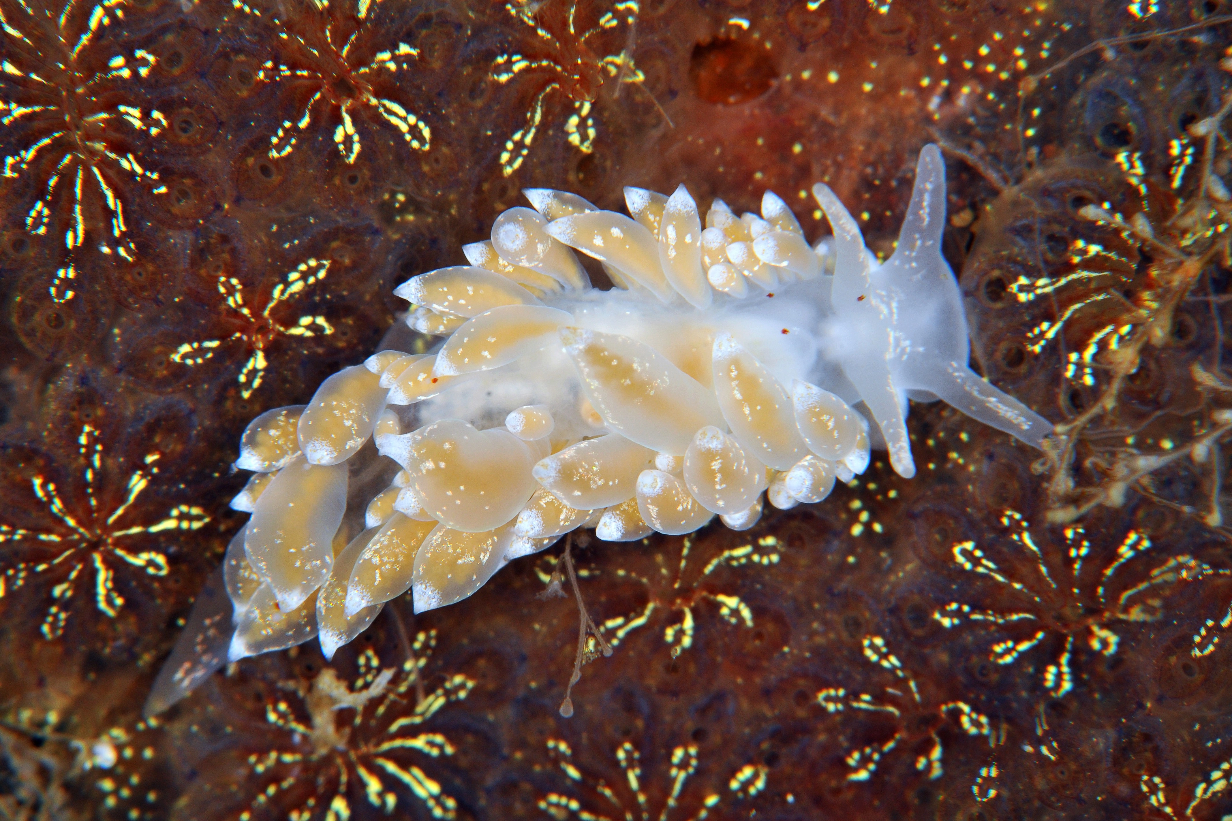 Nakensnegler: Amphorina pallida.