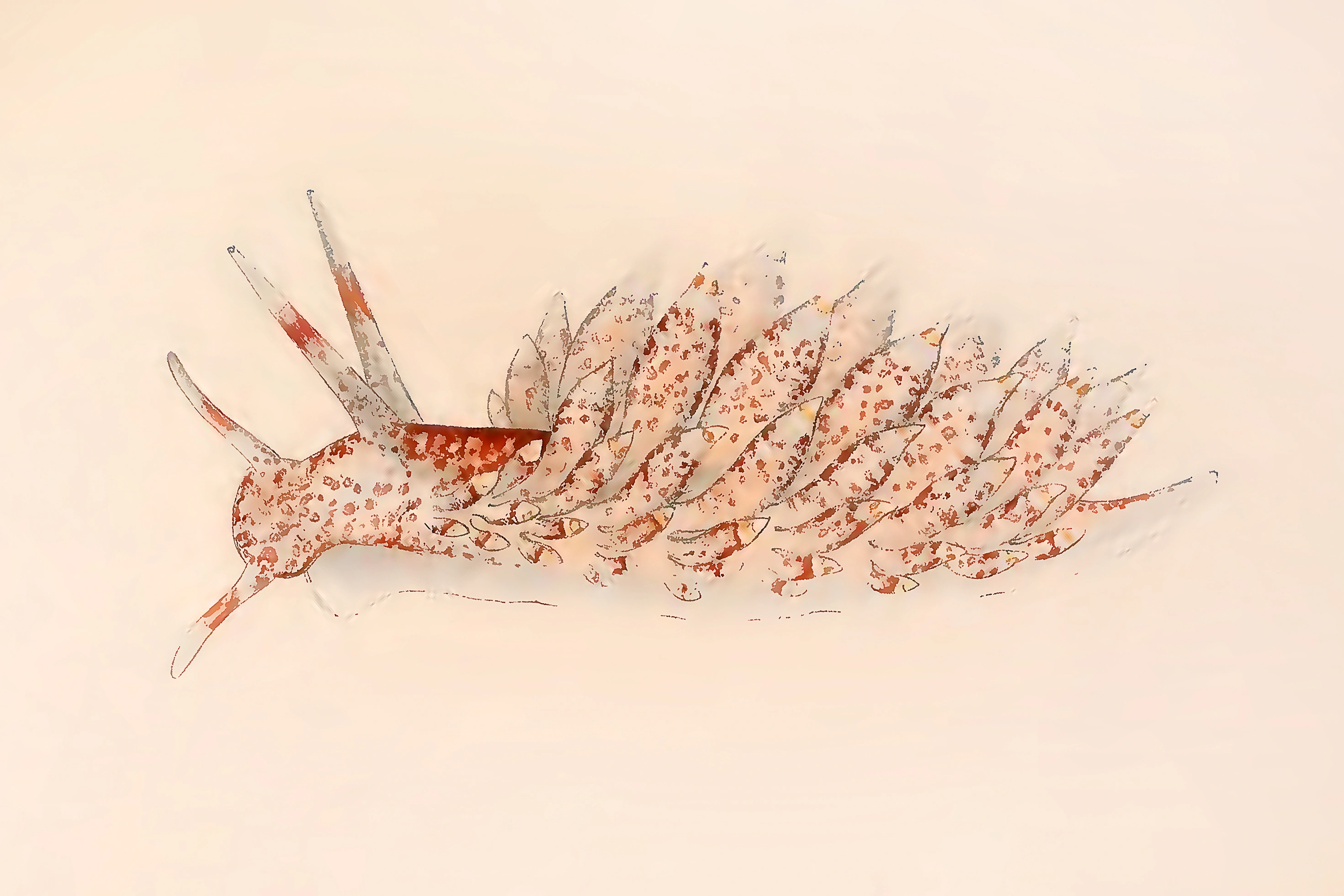 Nakensnegler: Amphorina pallida.