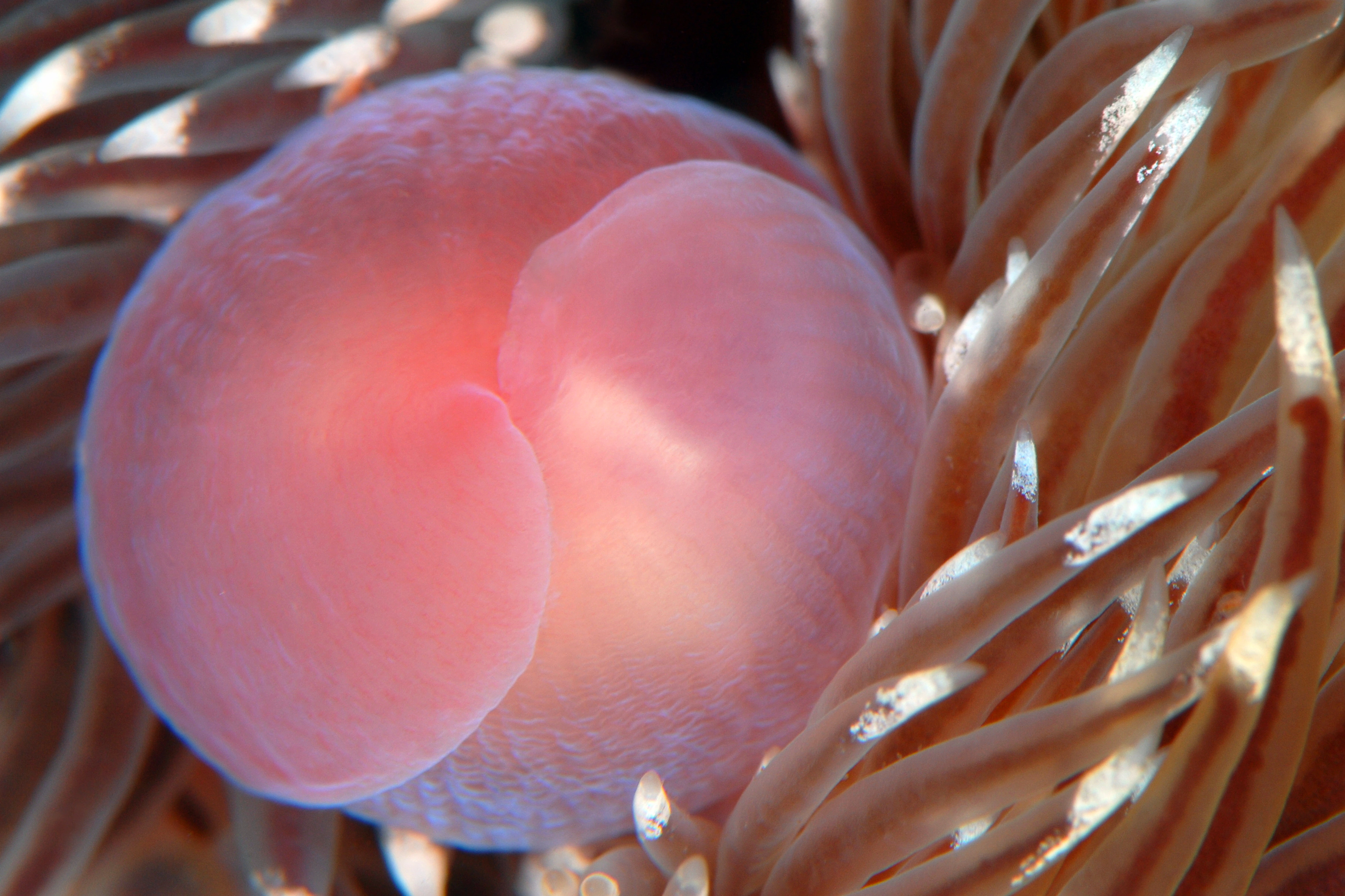 Nakensnegler: Facelina bostoniensis.