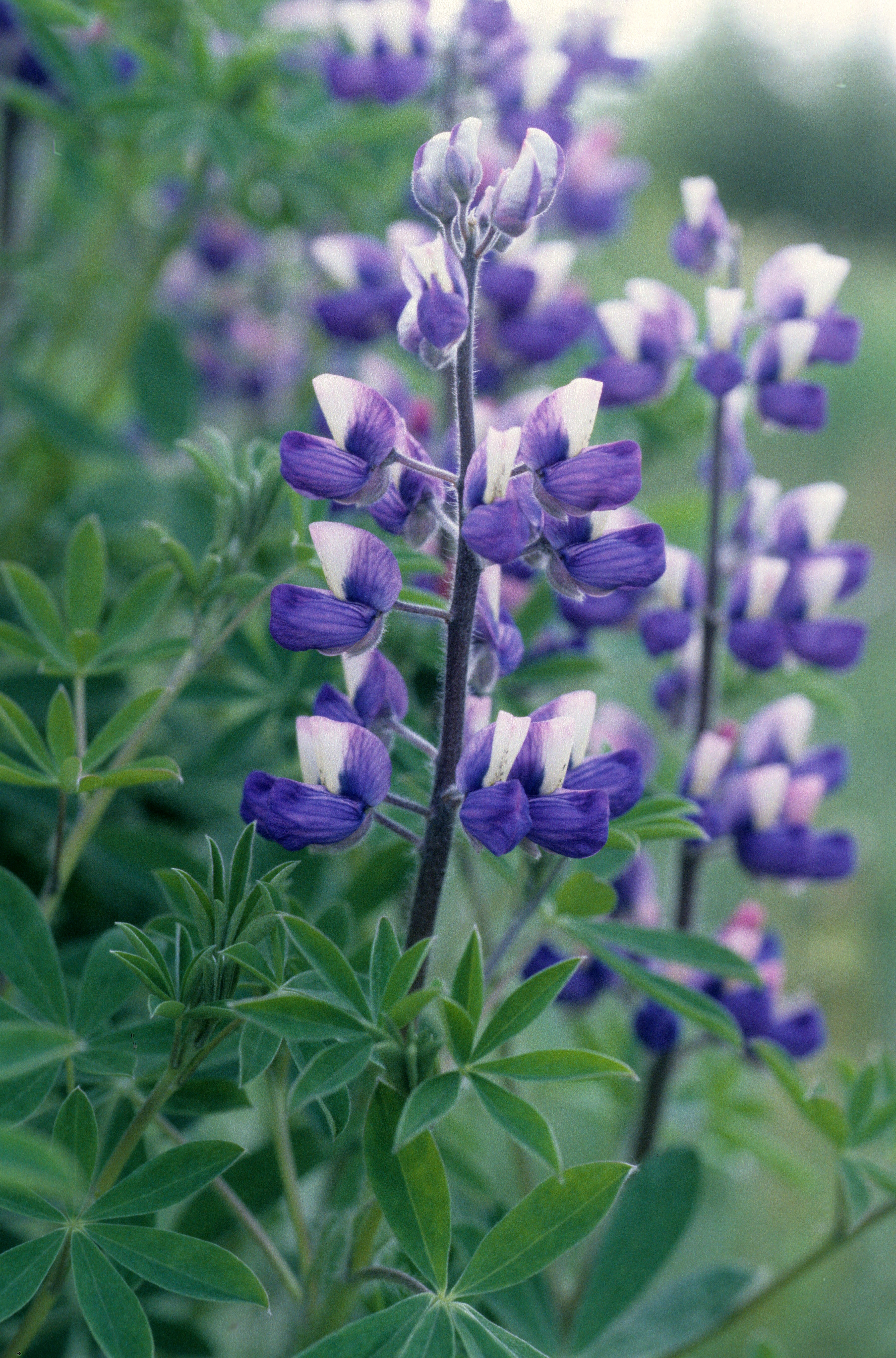 Sandlupin.