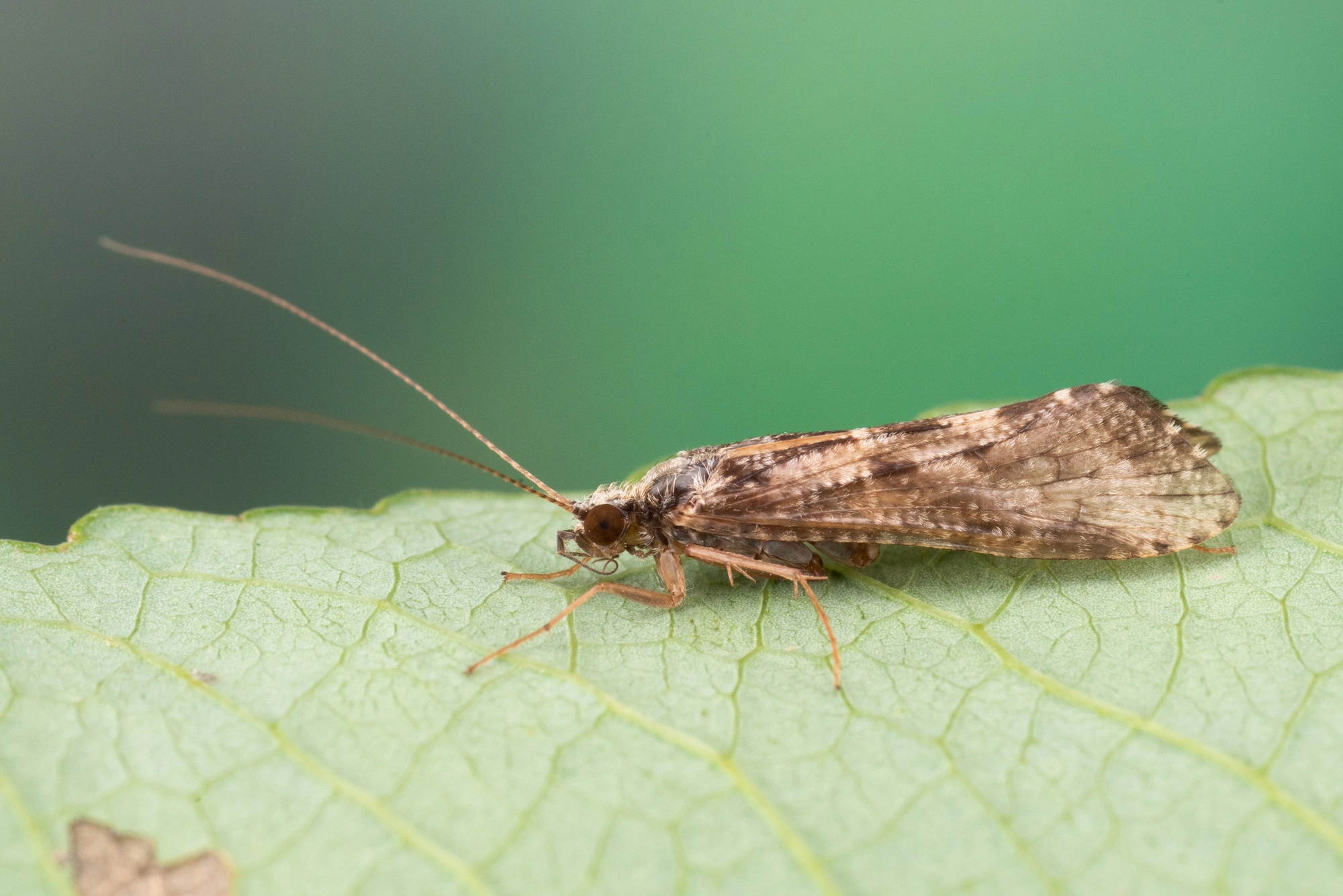 Vårfluer: Hydropsyche siltalai.