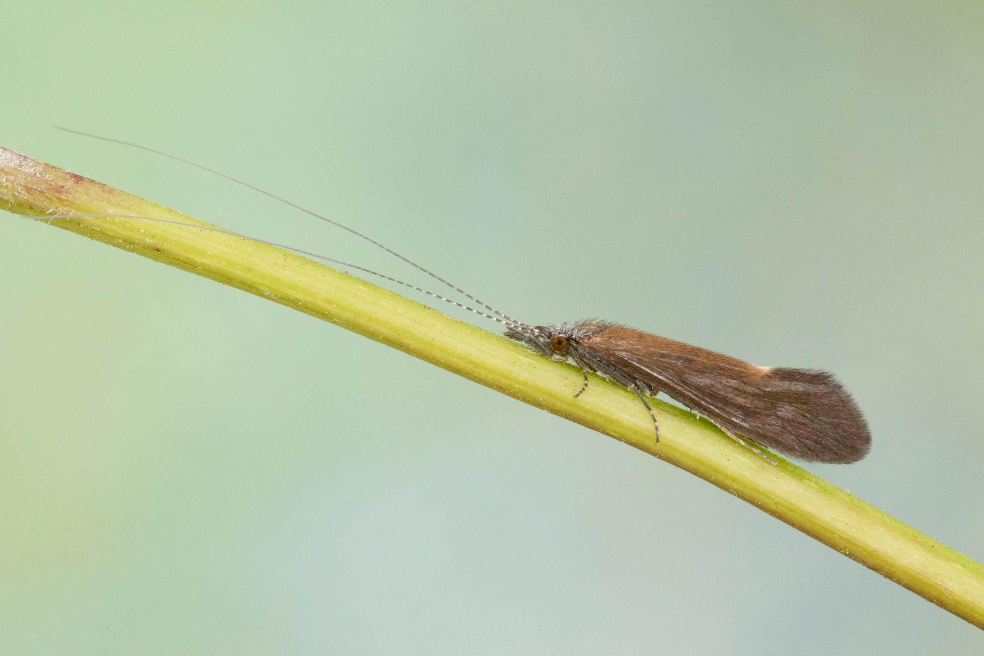 Vårfluer: Ceraclea dissimilis.