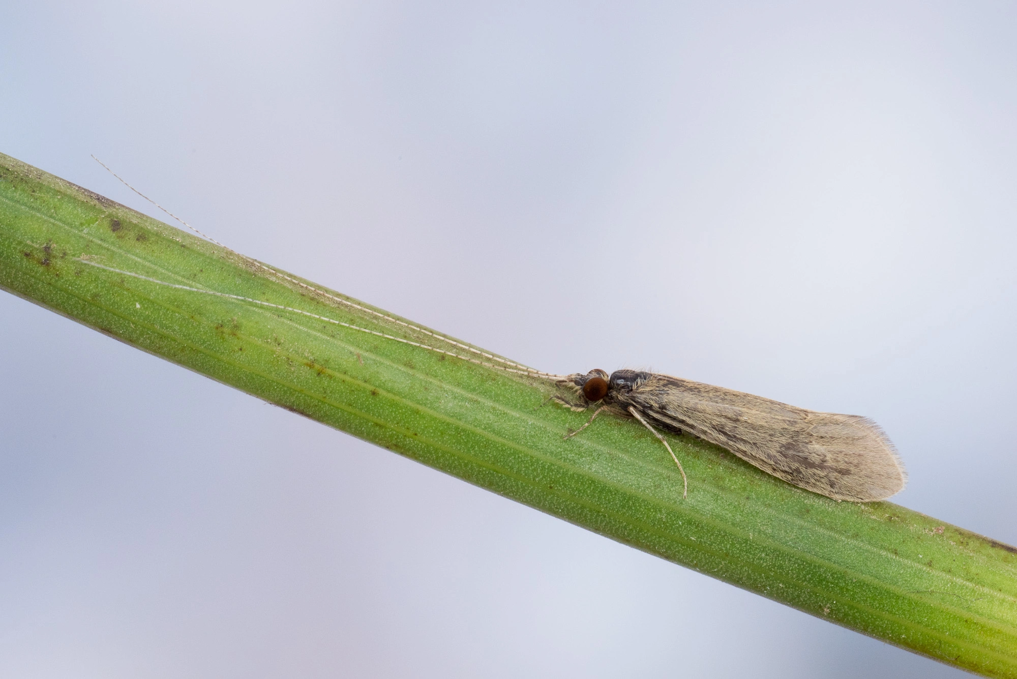 Vårfluer: Mystacides longicornis.