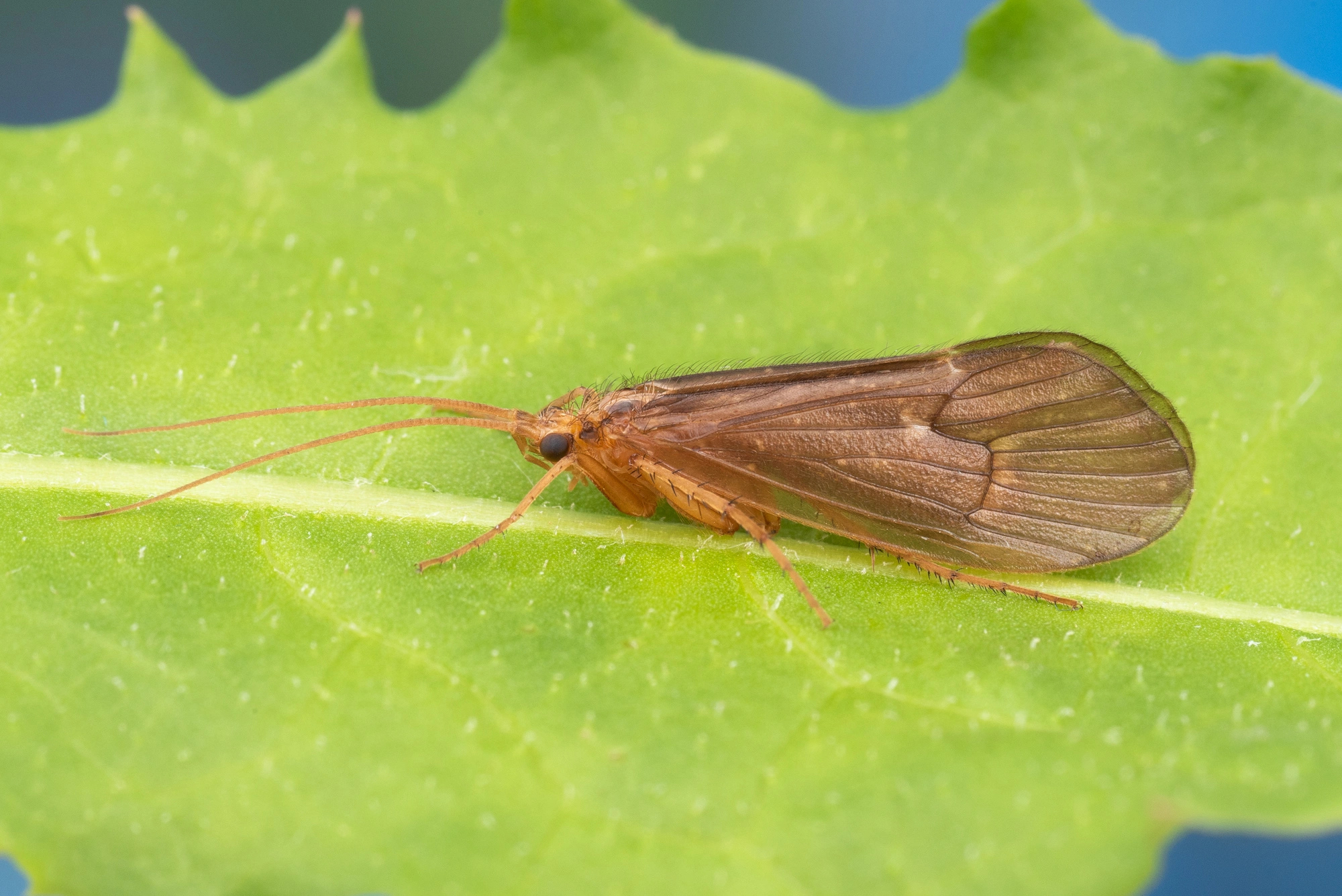 Vårfluer: Micropterna lateralis.