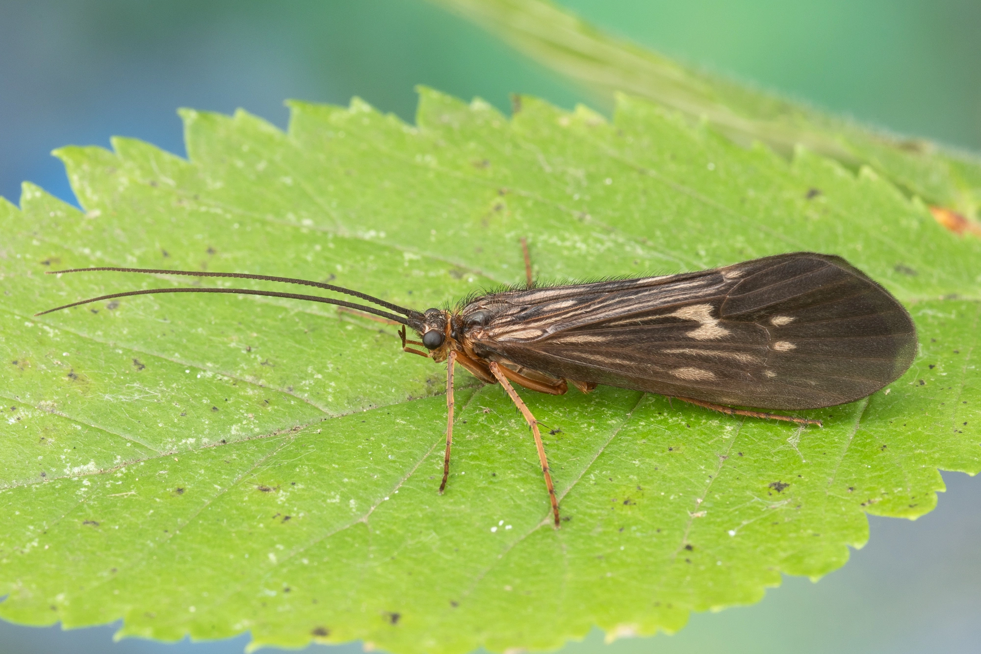 Vårfluer: Potamophylax cingulatus.