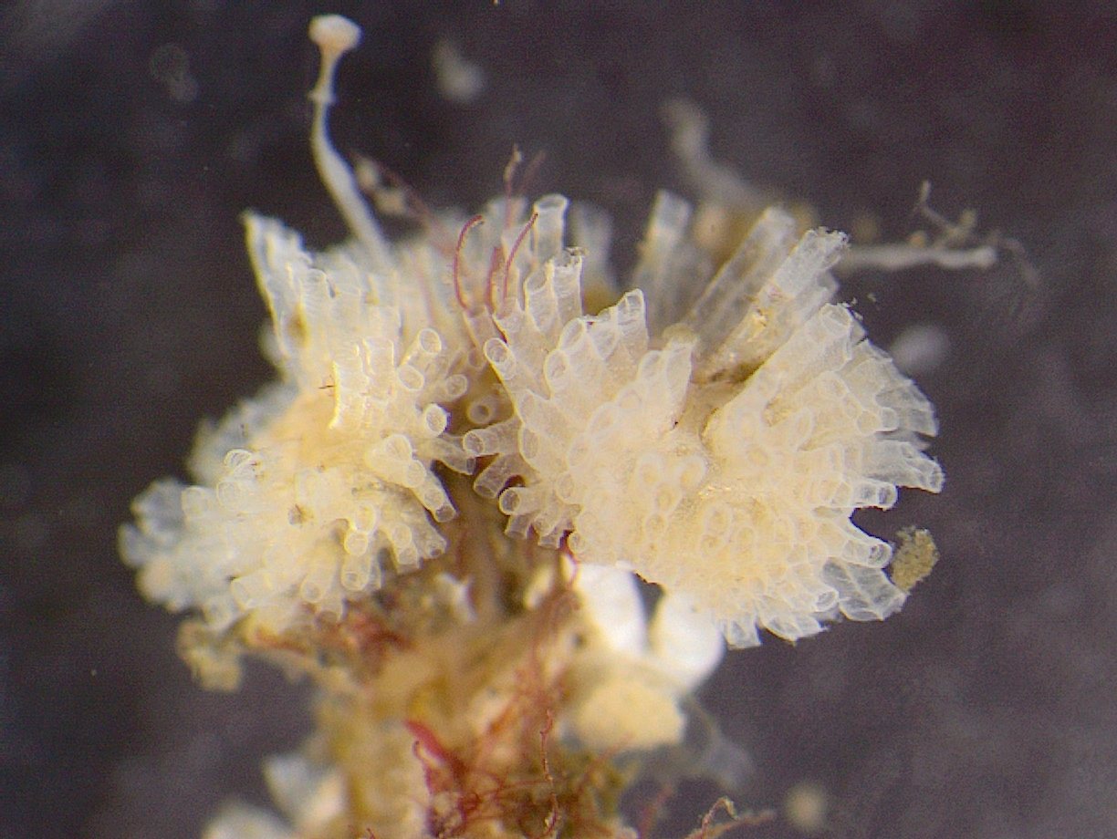 Mosdyr: Tubulipora liliacea.