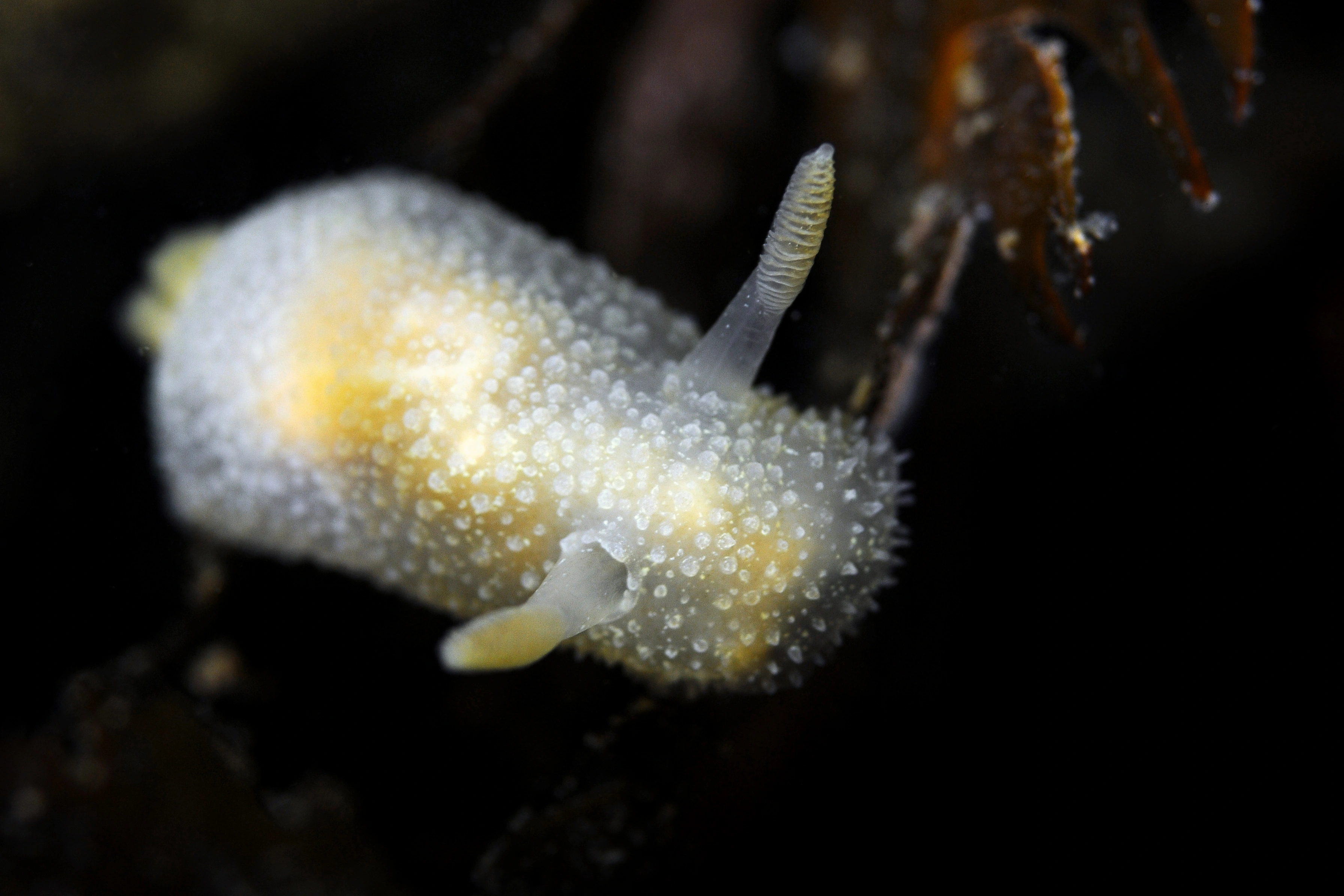 Snegler: Acanthodoris pilosa.