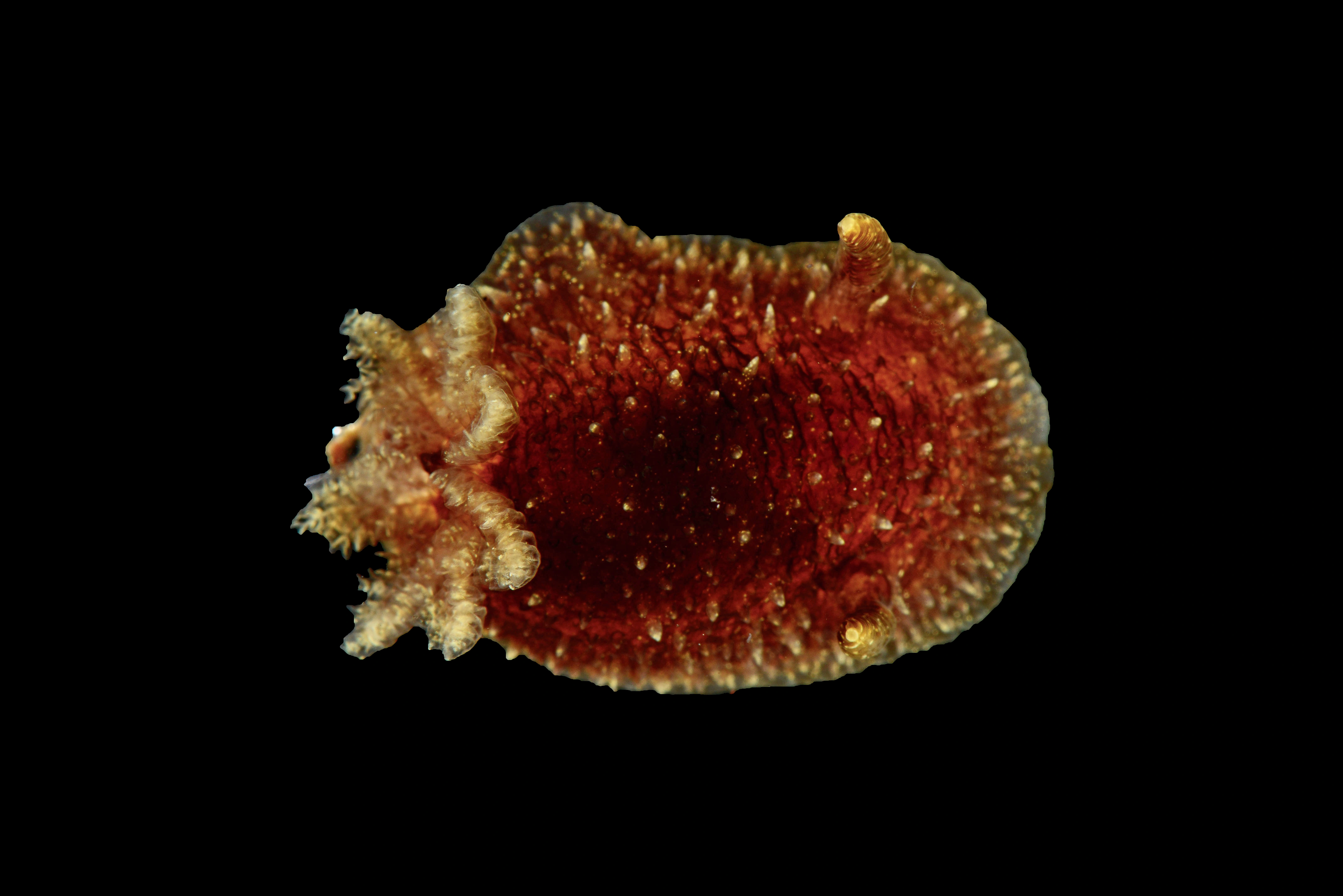 Snegler: Acanthodoris pilosa.