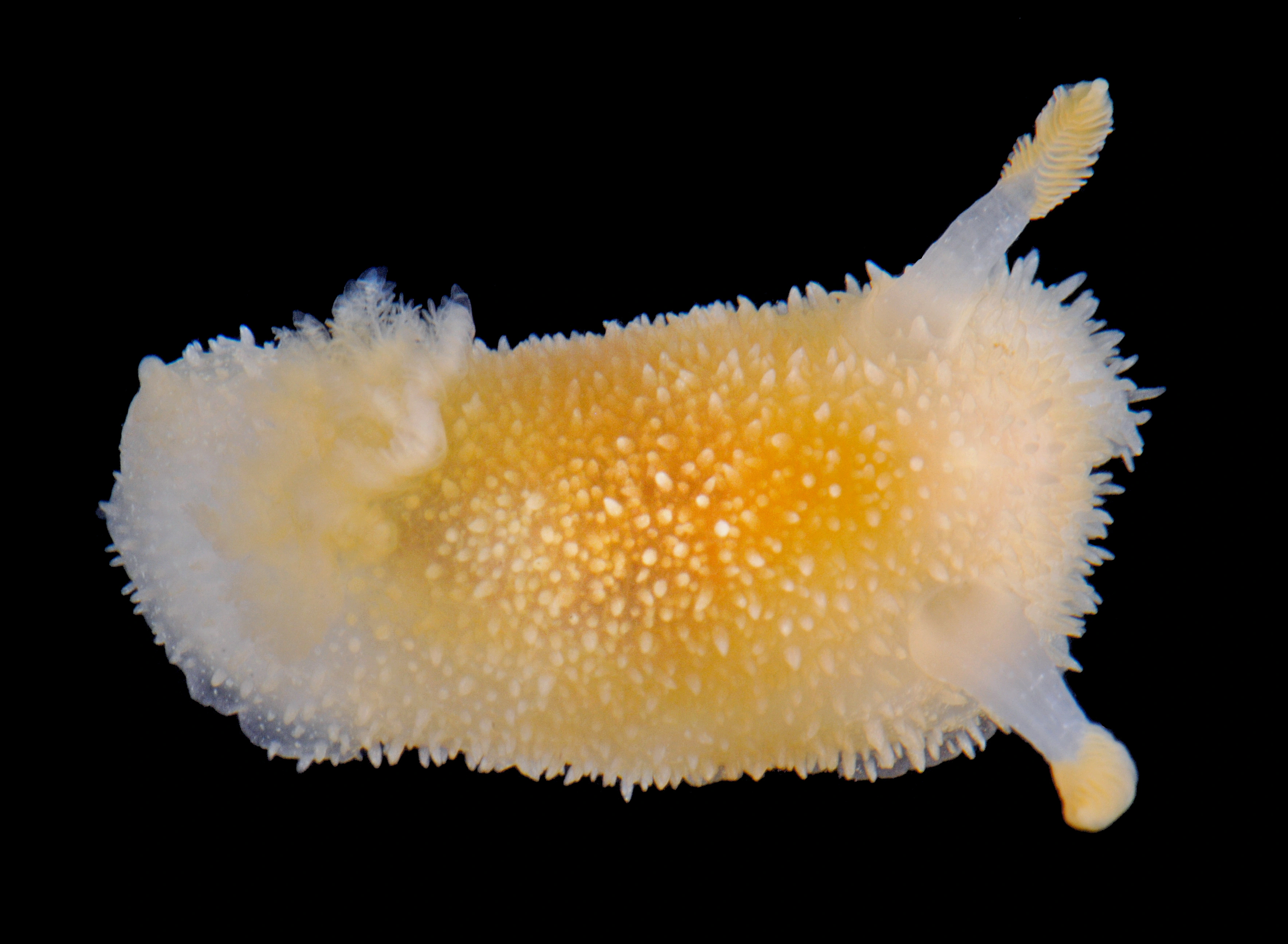 Nakensnegler: Acanthodoris pilosa.