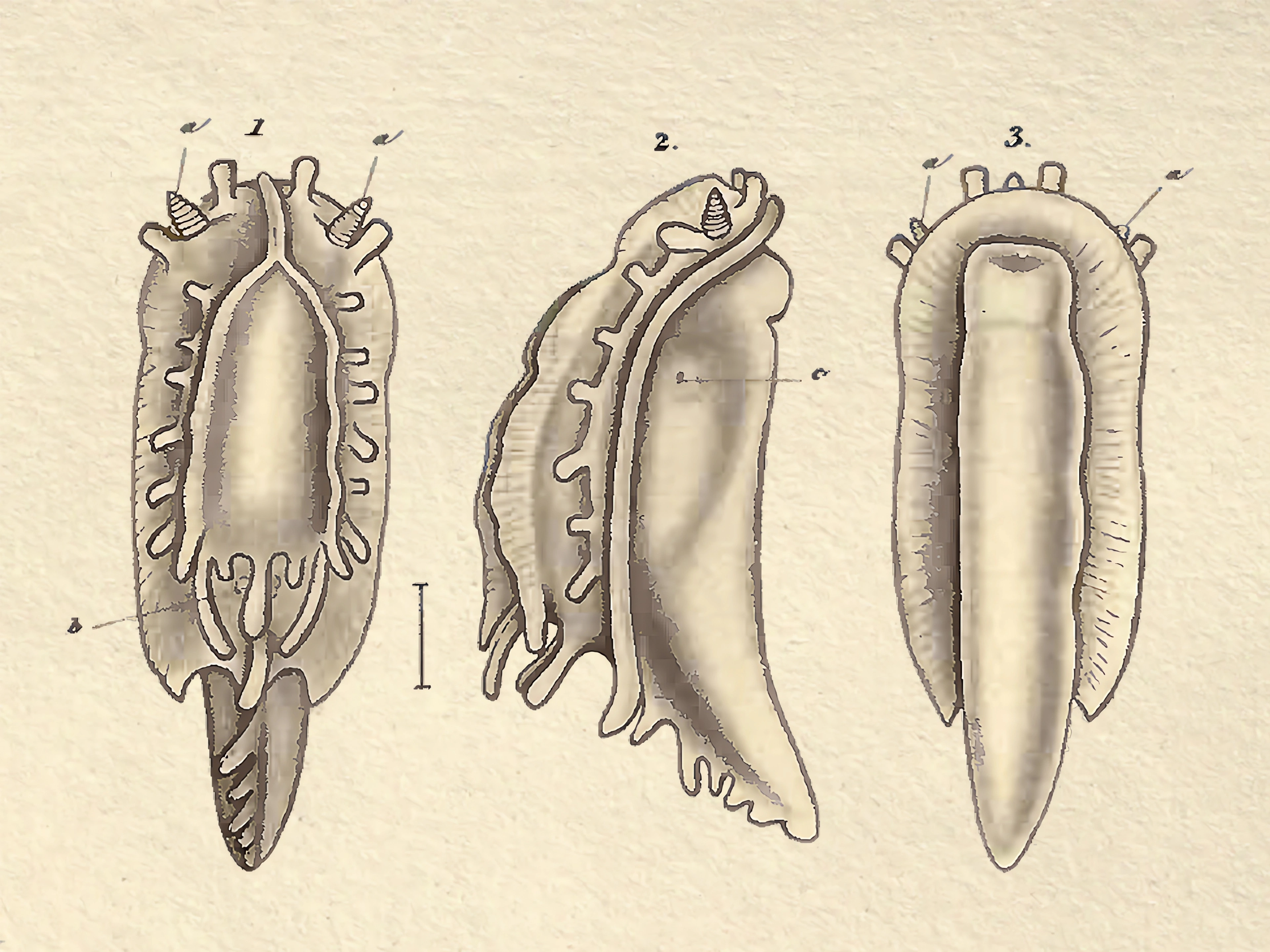 Snegler: Aegires incisus.