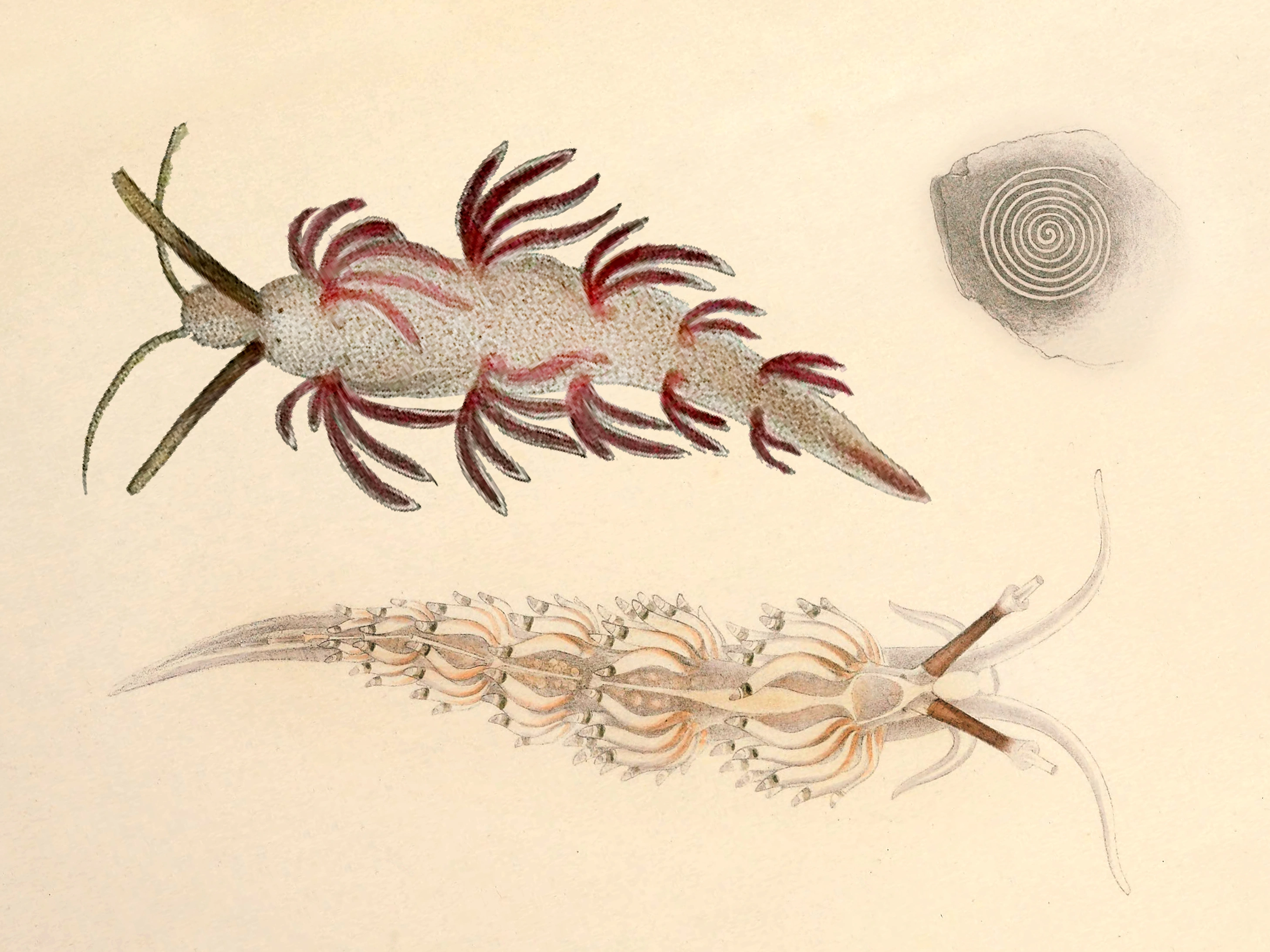 Nakensnegler: Favorinus branchialis.