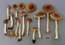 Skivesoppordenen: Inocybe virgatula.