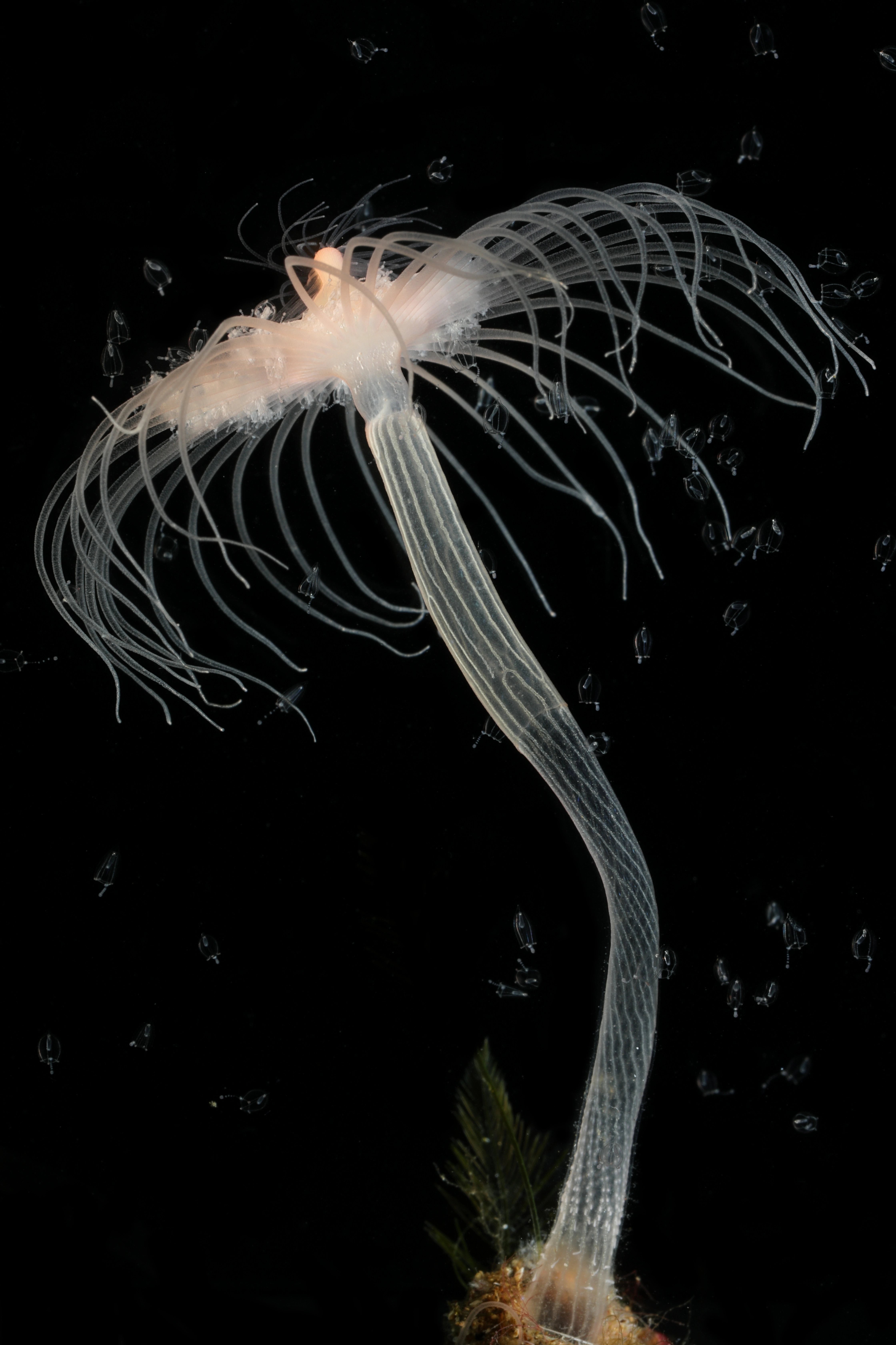 Hydrozoer: Corymorpha nutans.