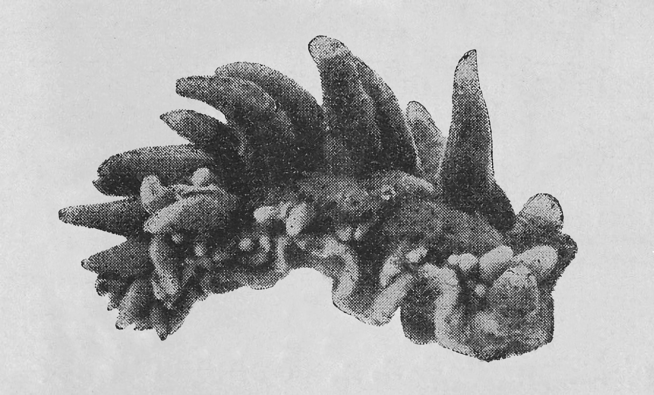 Nakensnegler: Cuthona norvegica.