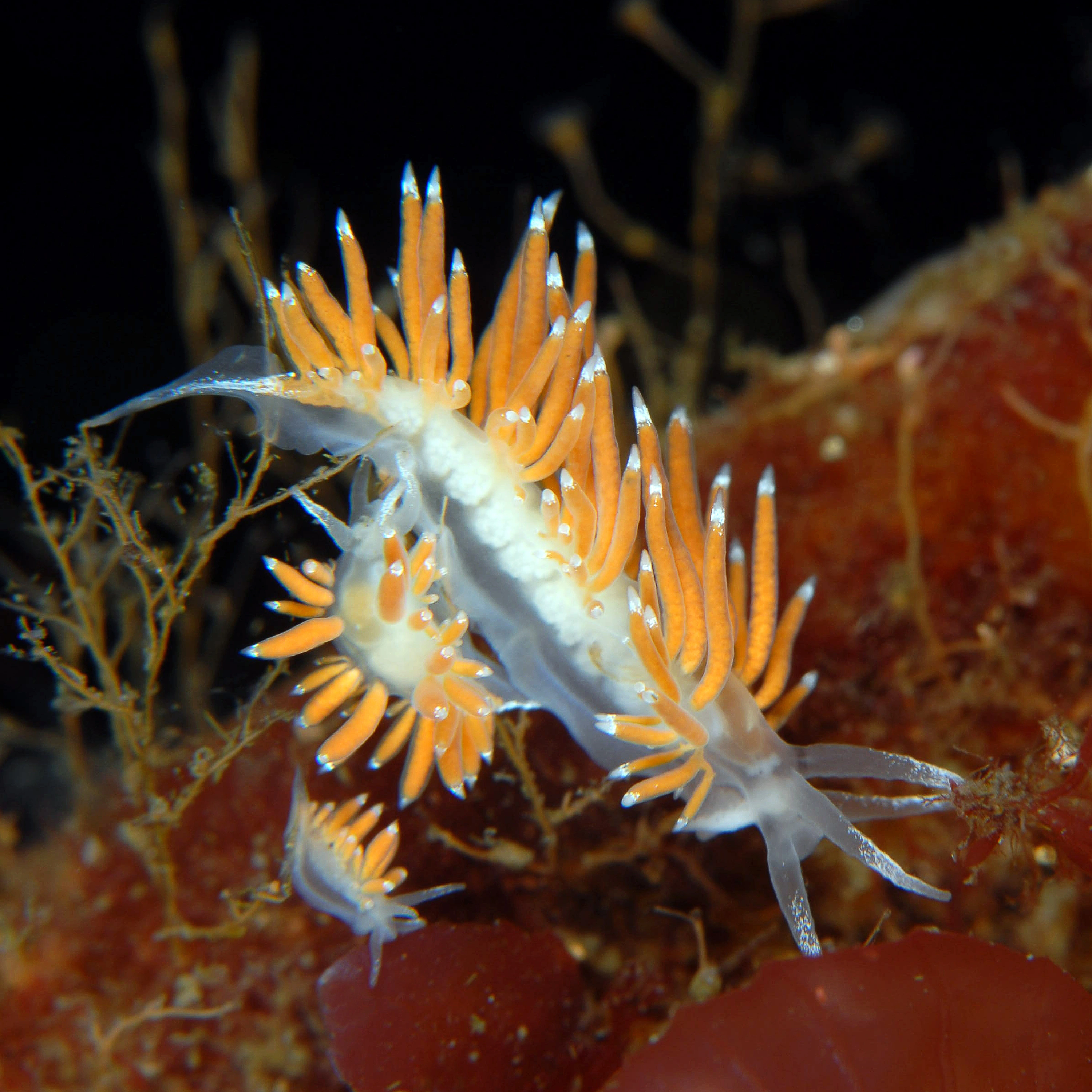 Snegler: Coryphella gracilis.